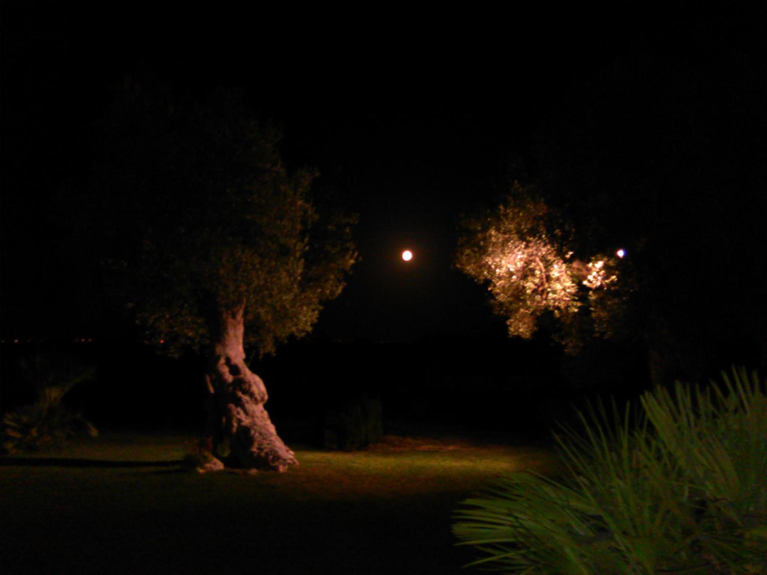 Photo 39