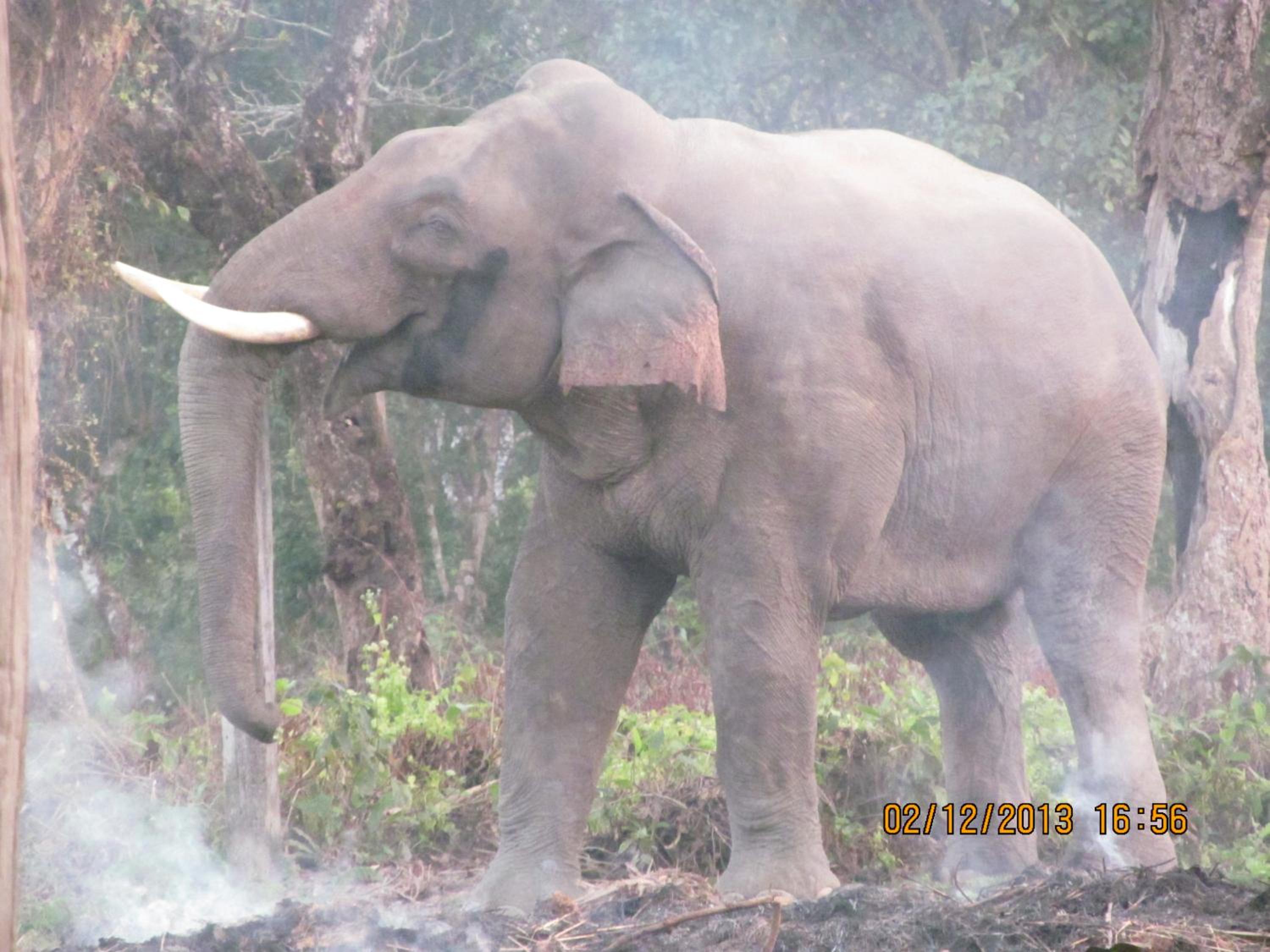 Chitwan Tiger Camp