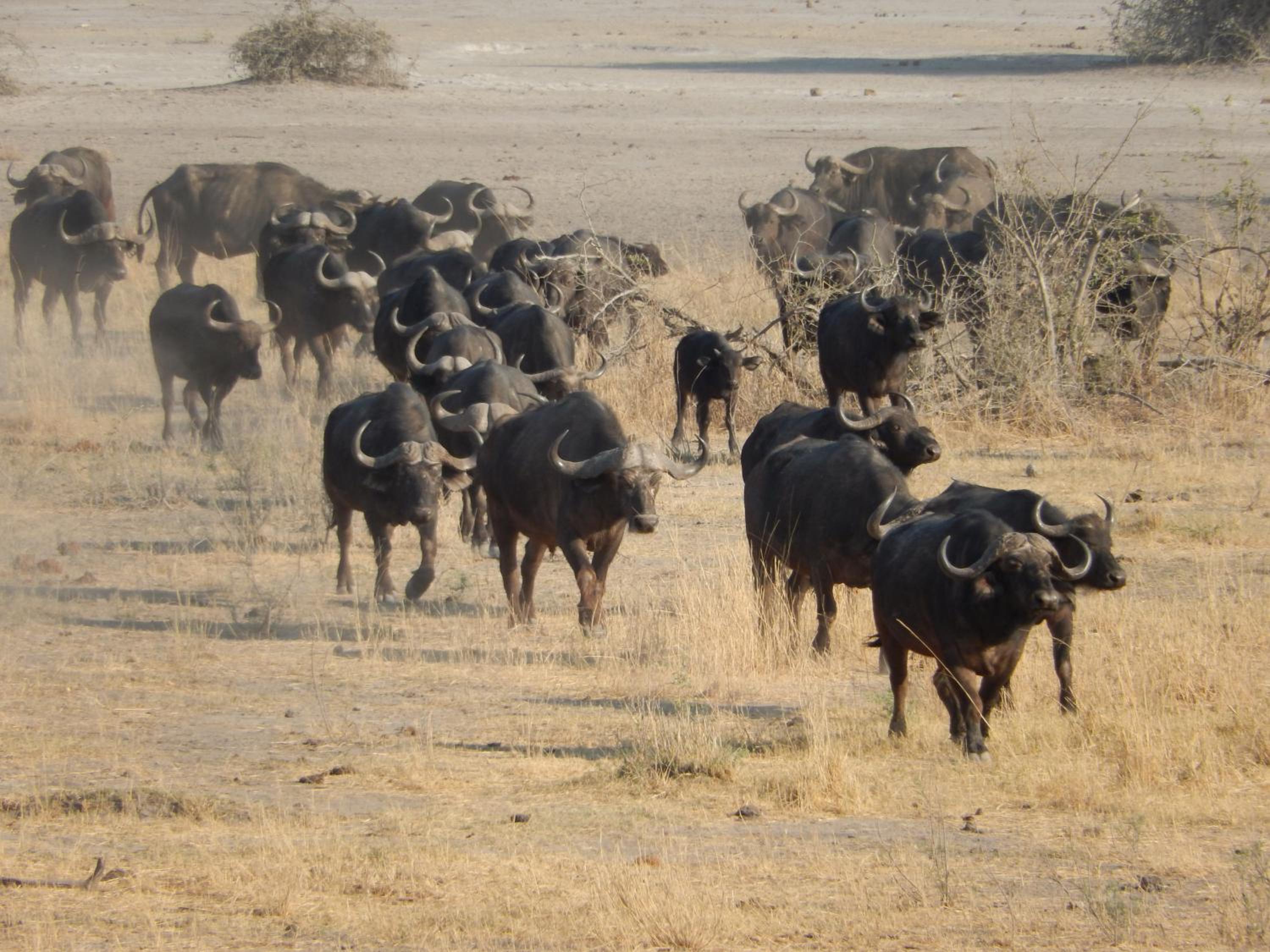 Thobolo's Bush Lodge