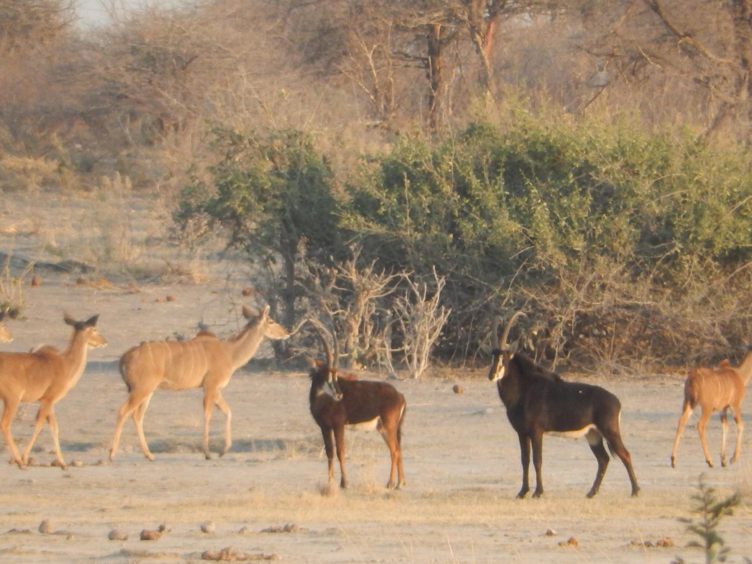 Thobolo's Bush Lodge