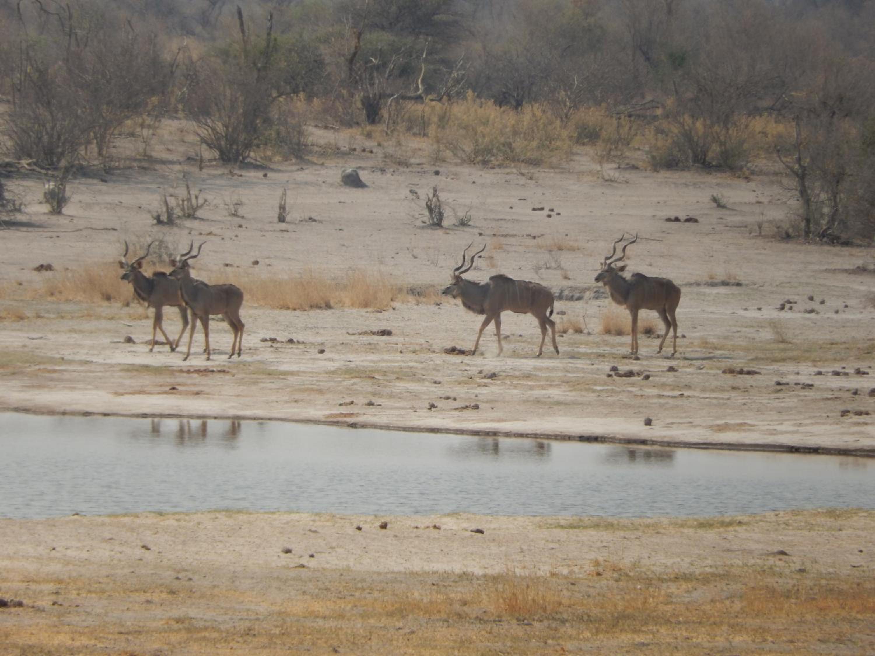 Thobolo's Bush Lodge