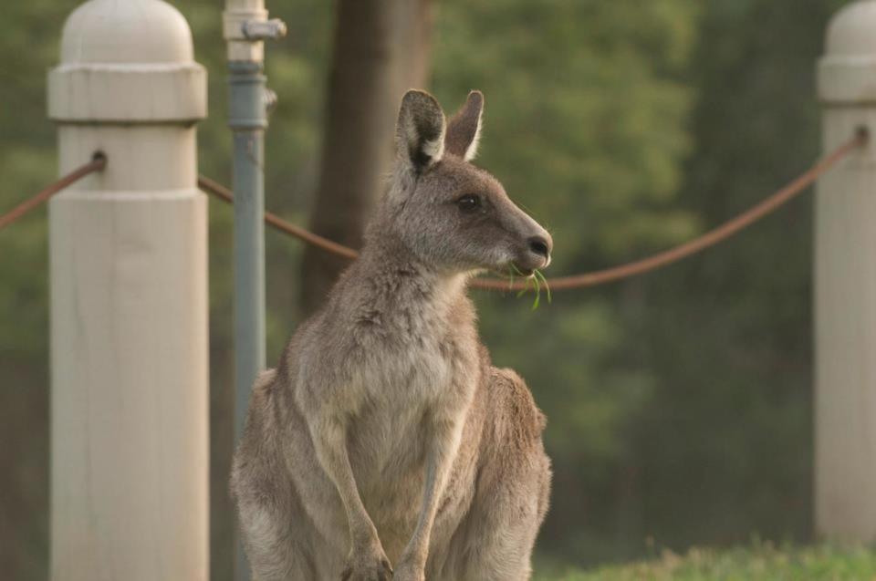 Paradiso Kinglake