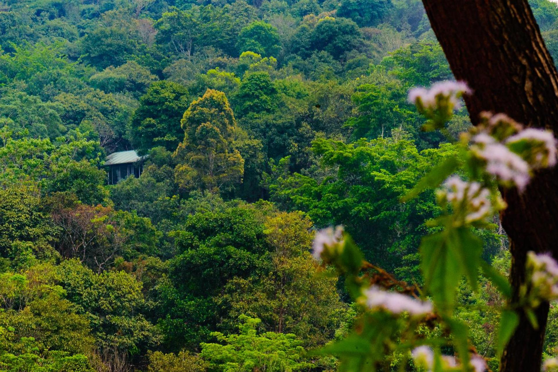Wayanad Wild - A CGH Earth Experience