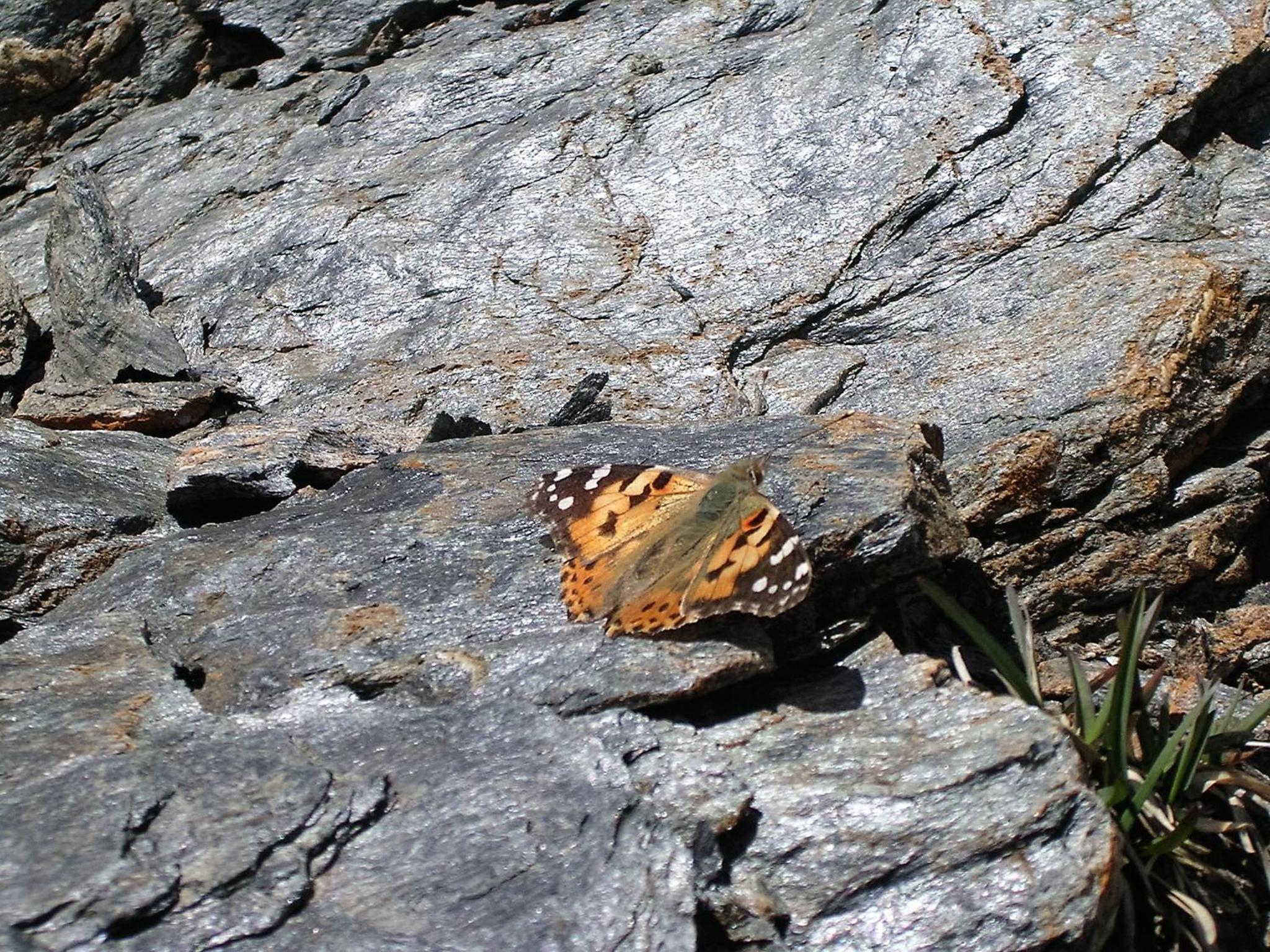 Alpenblick