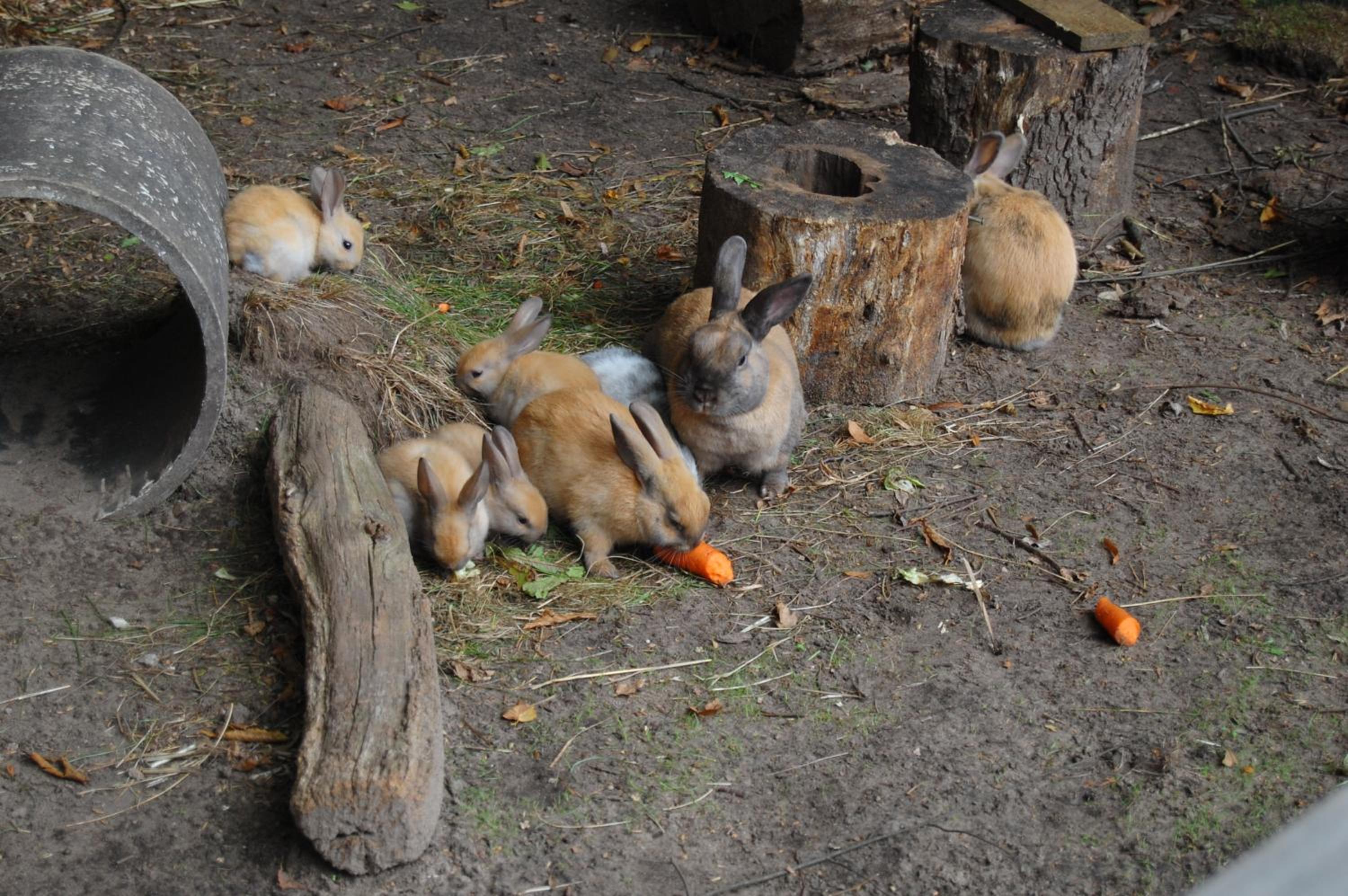 Photo 48