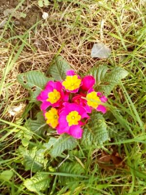 La Crielloise