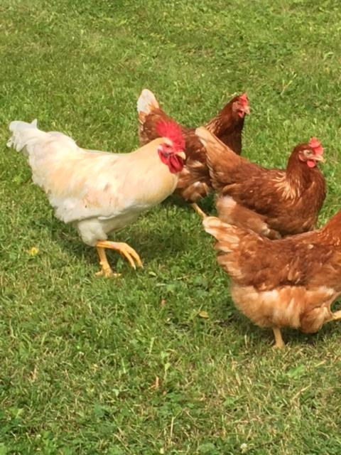 Lomatila Ollila Farm Stay