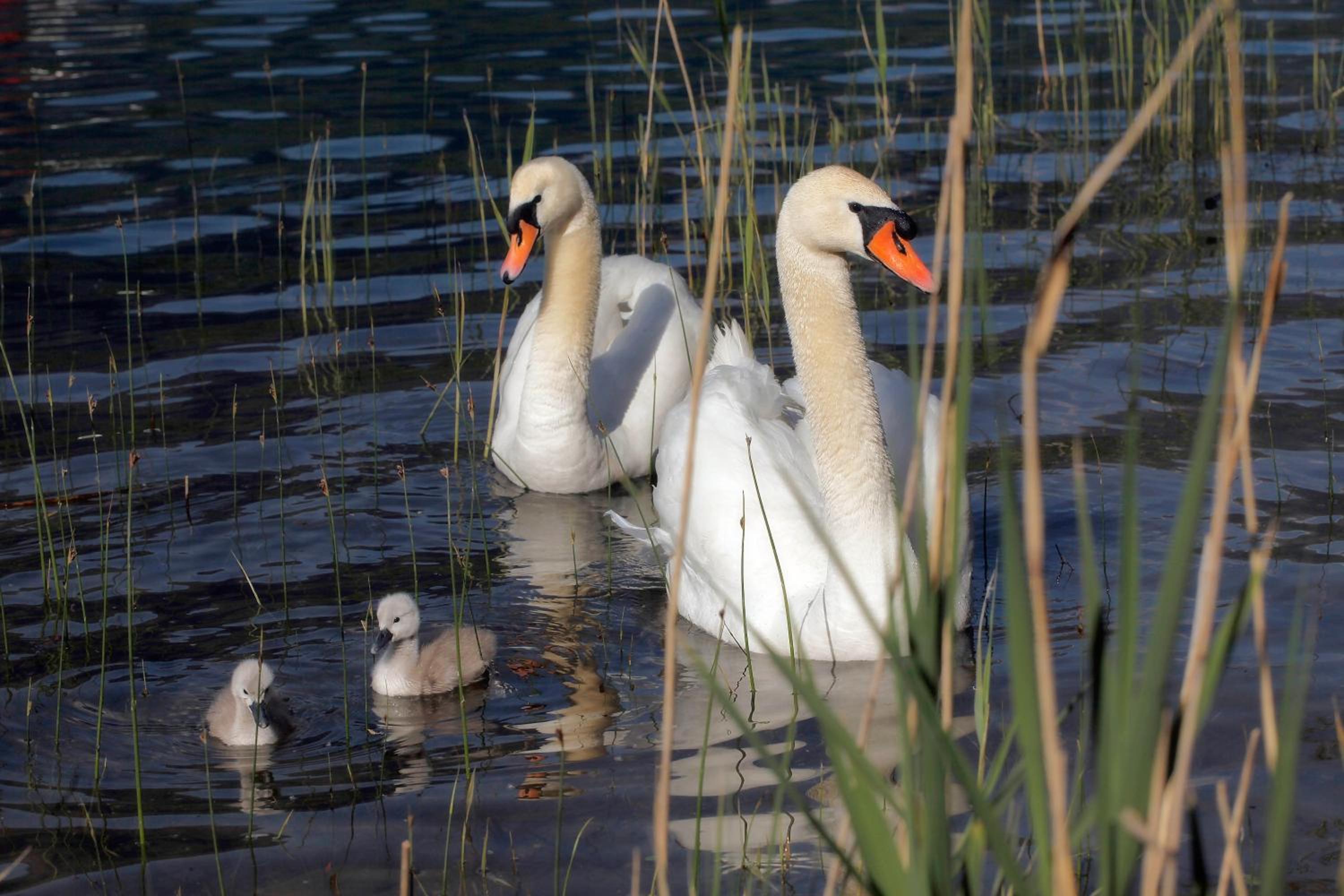 Waldstrand Berger