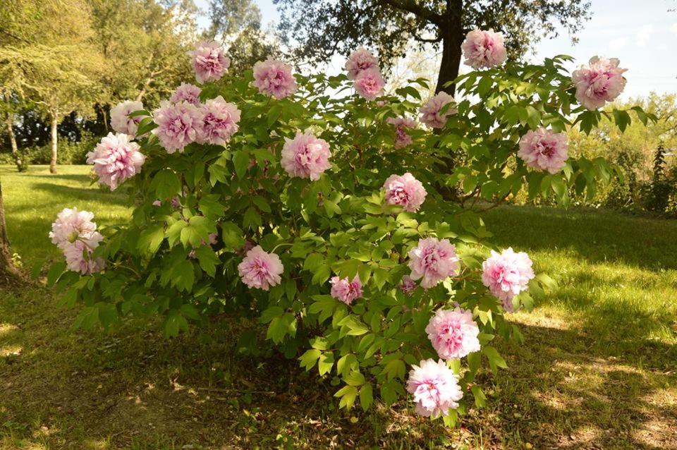 Agriturismo Riparossa