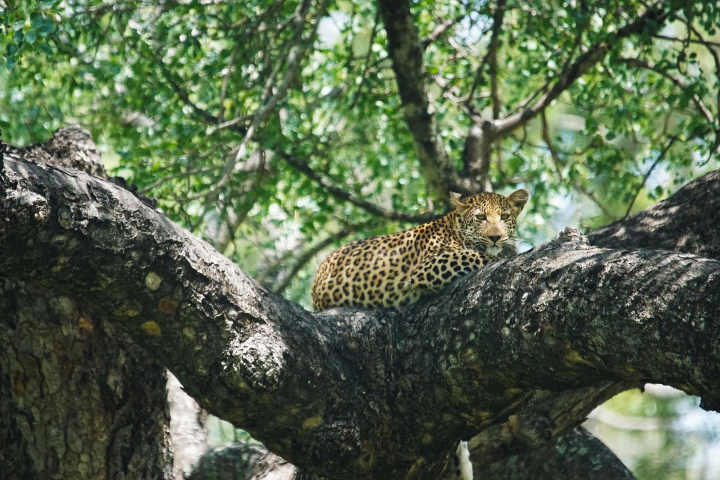 Bushbaby River Lodge