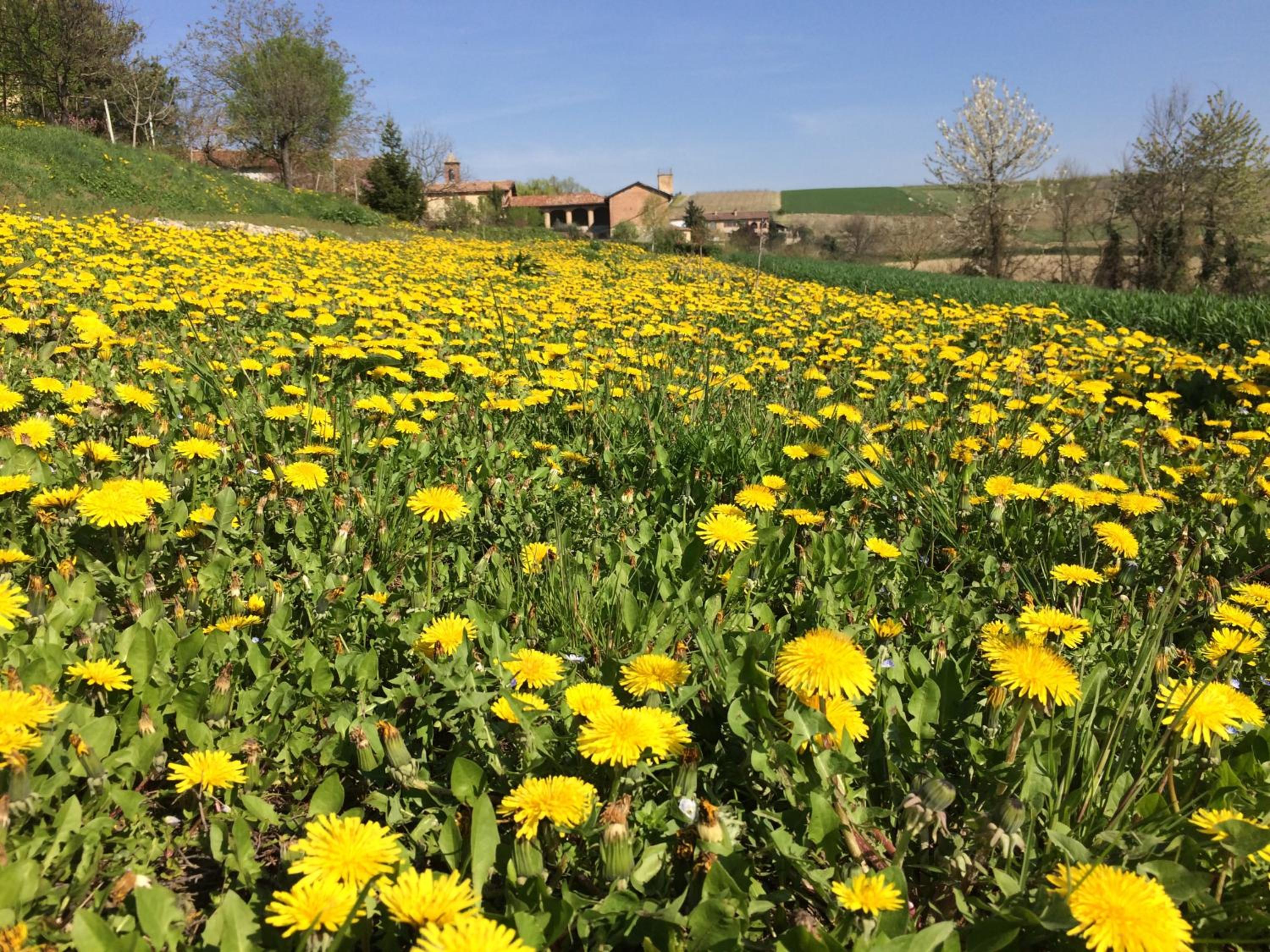 Cascina Vicentini