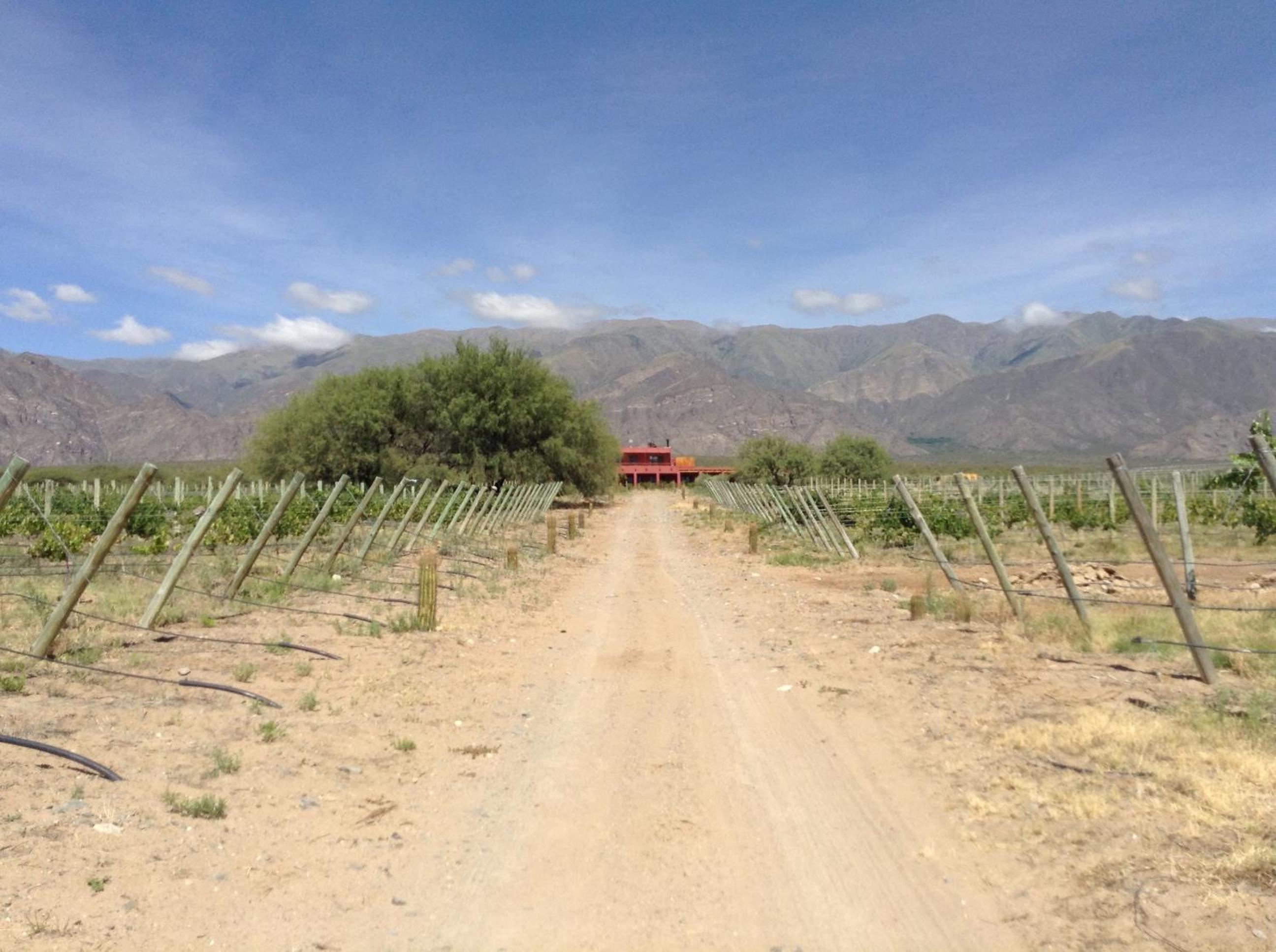 Finca Albarossa