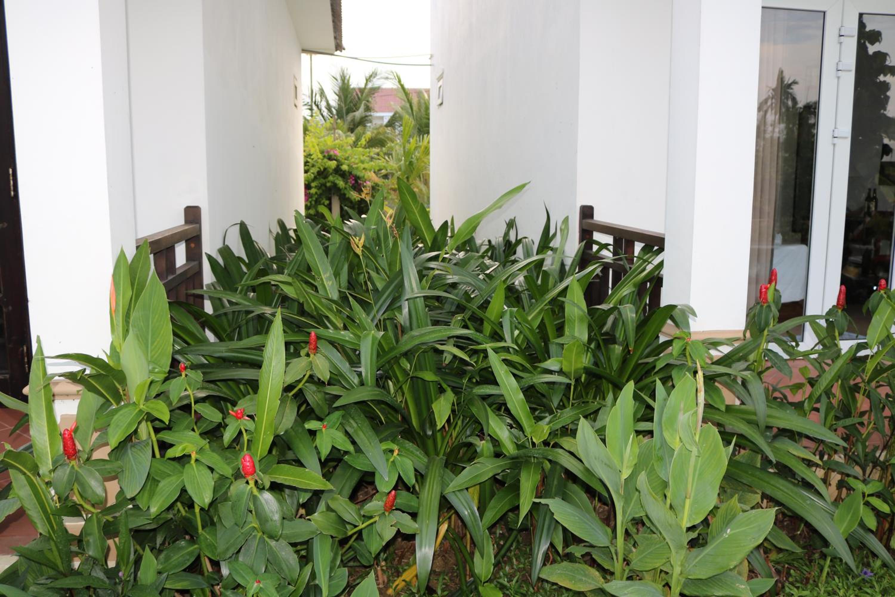 Green Areca villa