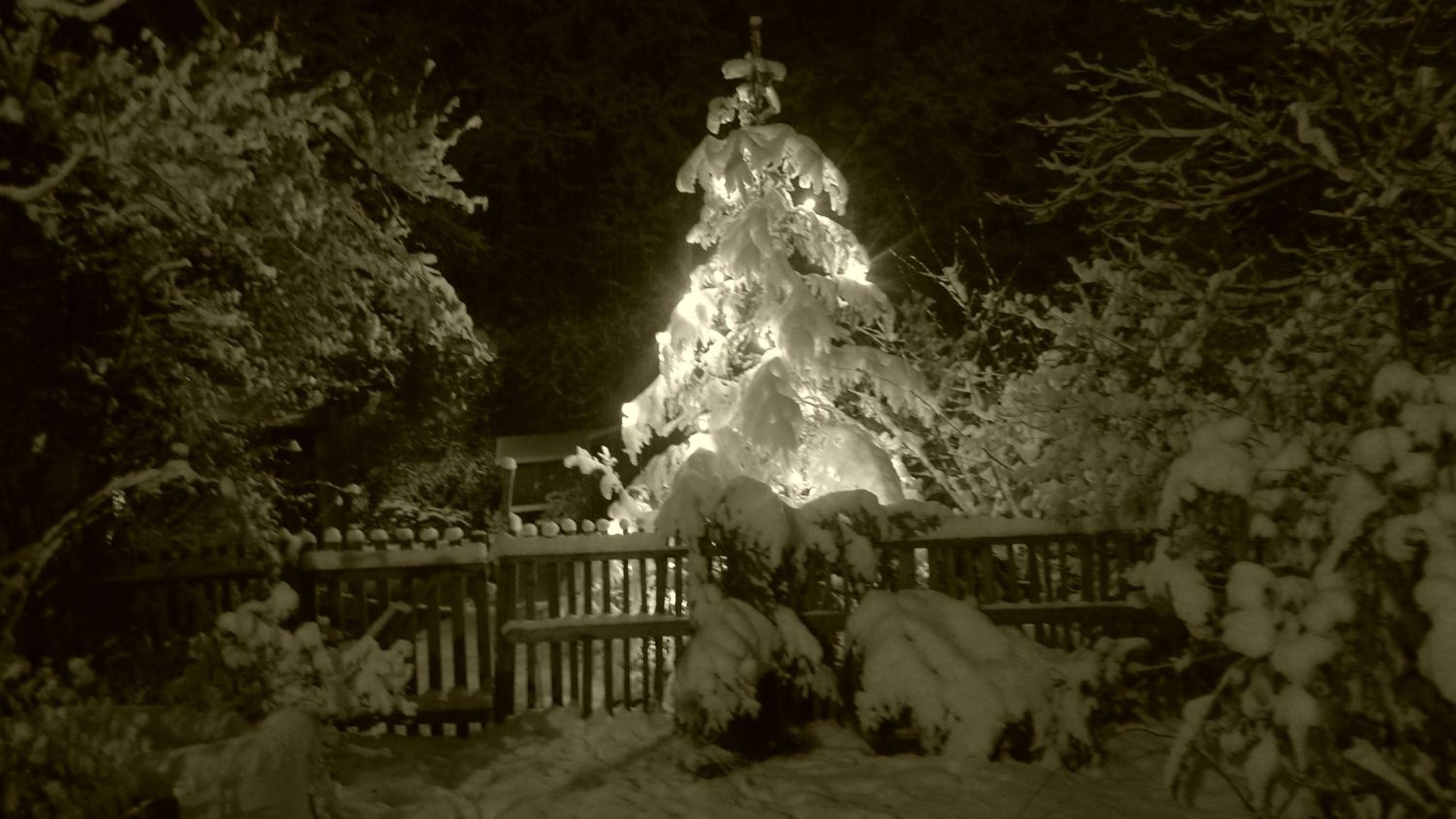 Photo 11