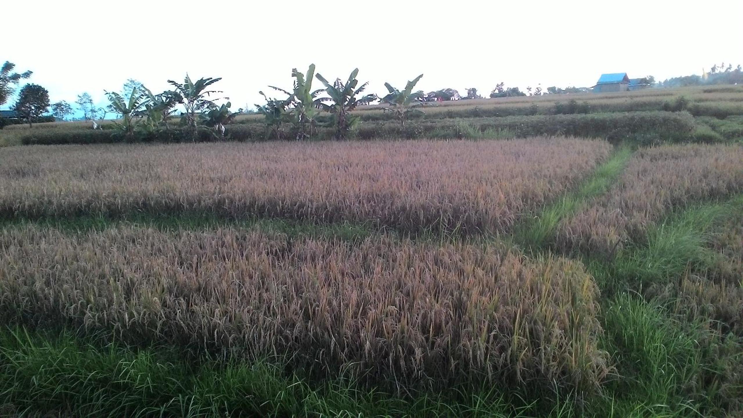 Photo 27