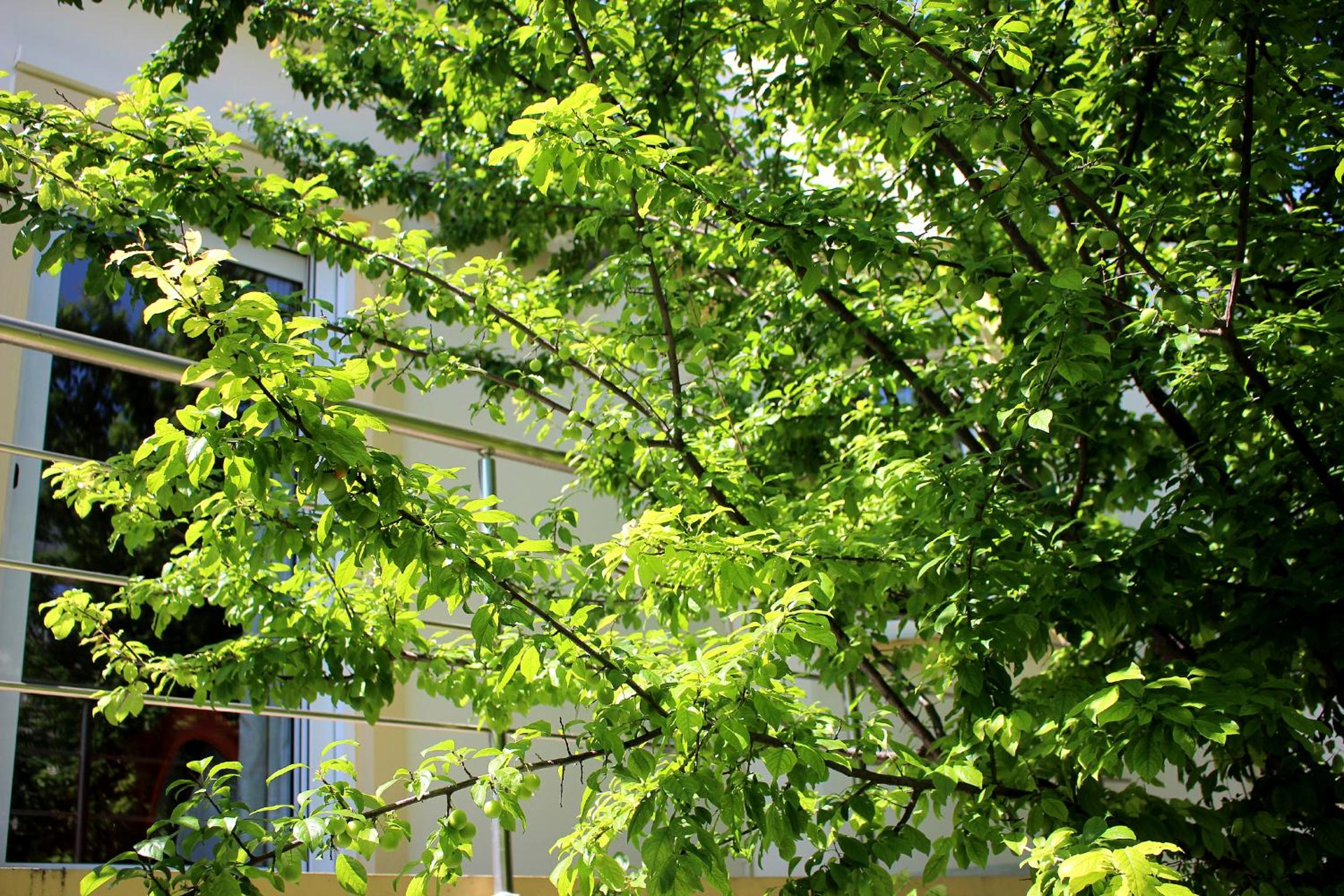 Photo 45