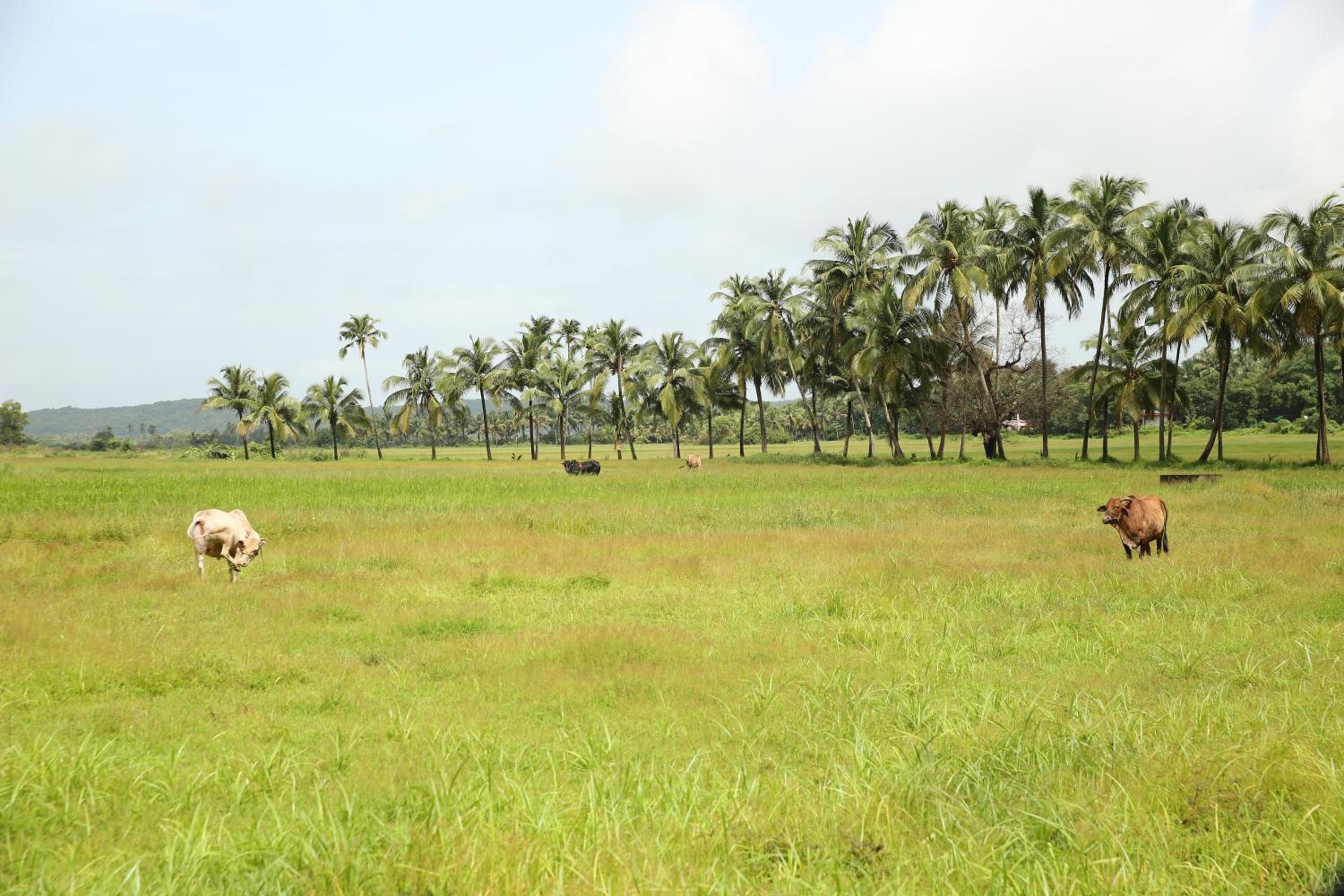 Lar Amorosa Boutique Hotel - Goa
