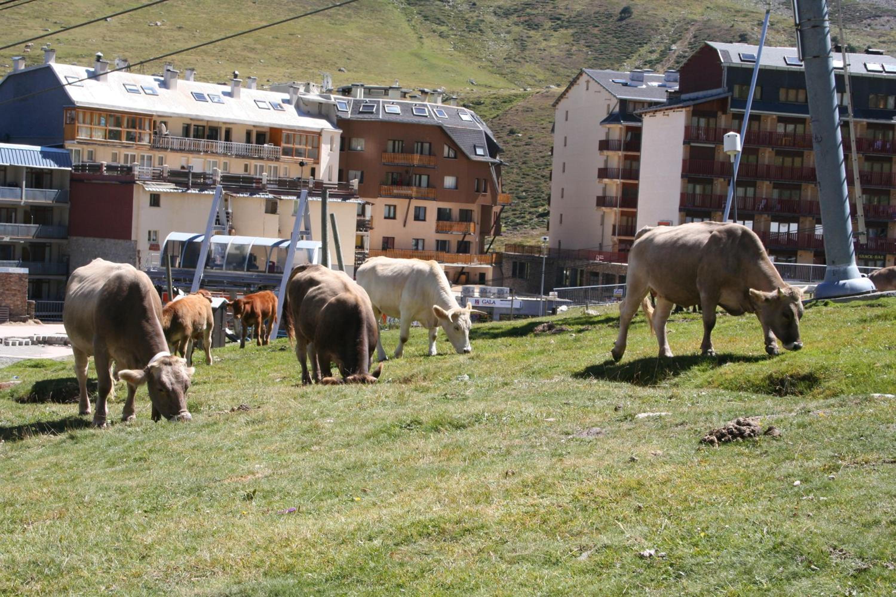 Apartamentos Grifovacances Canigou