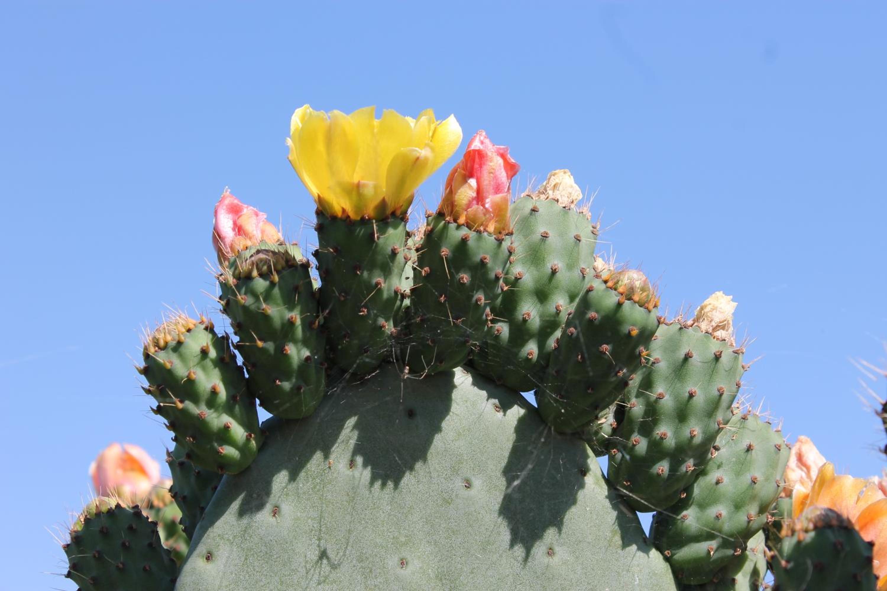 Photo 46