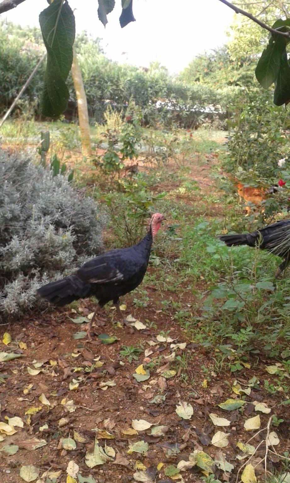 Agroturismo Son Barceló Mas