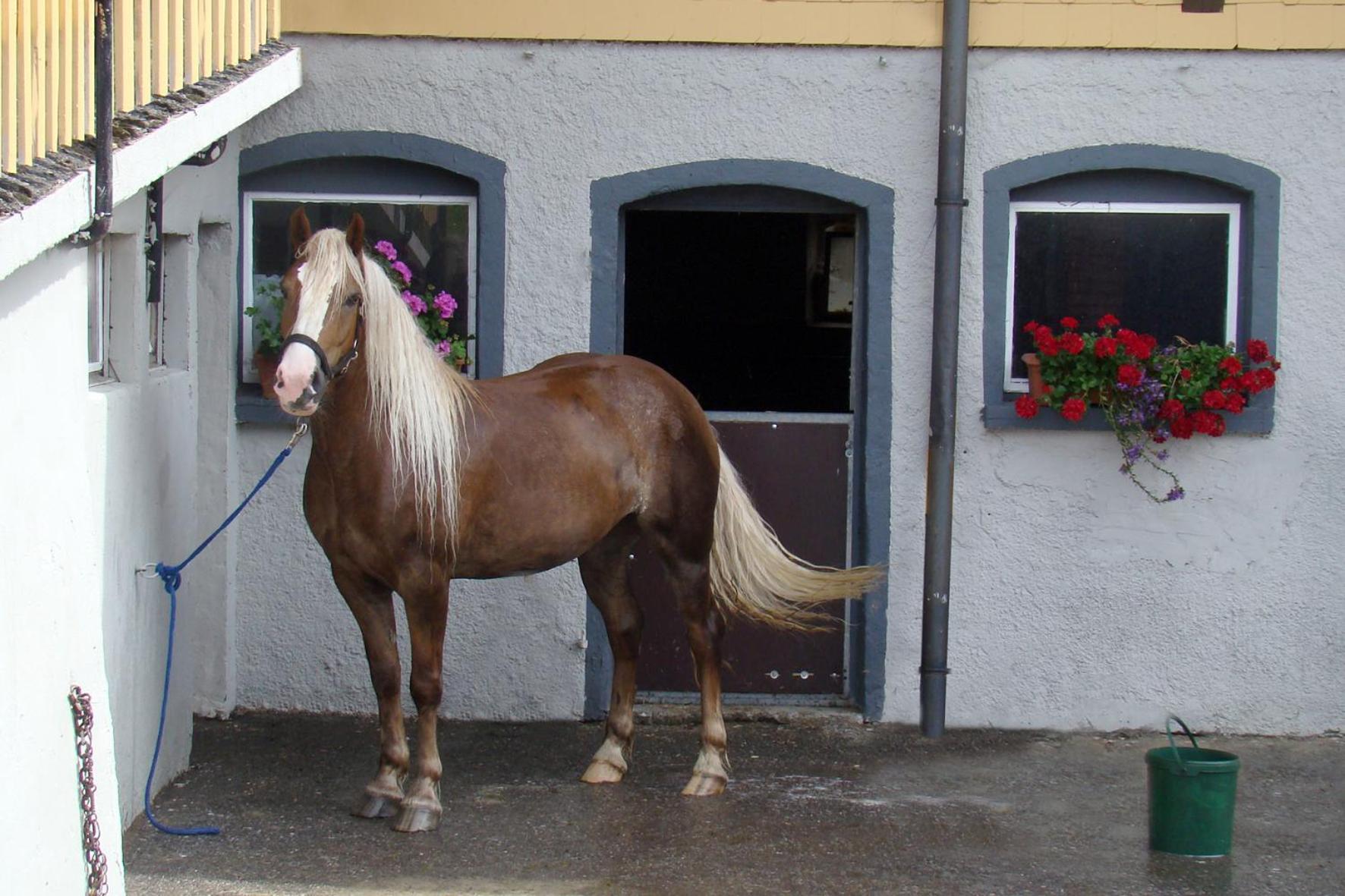 Bio-Bauernhof Heidegger