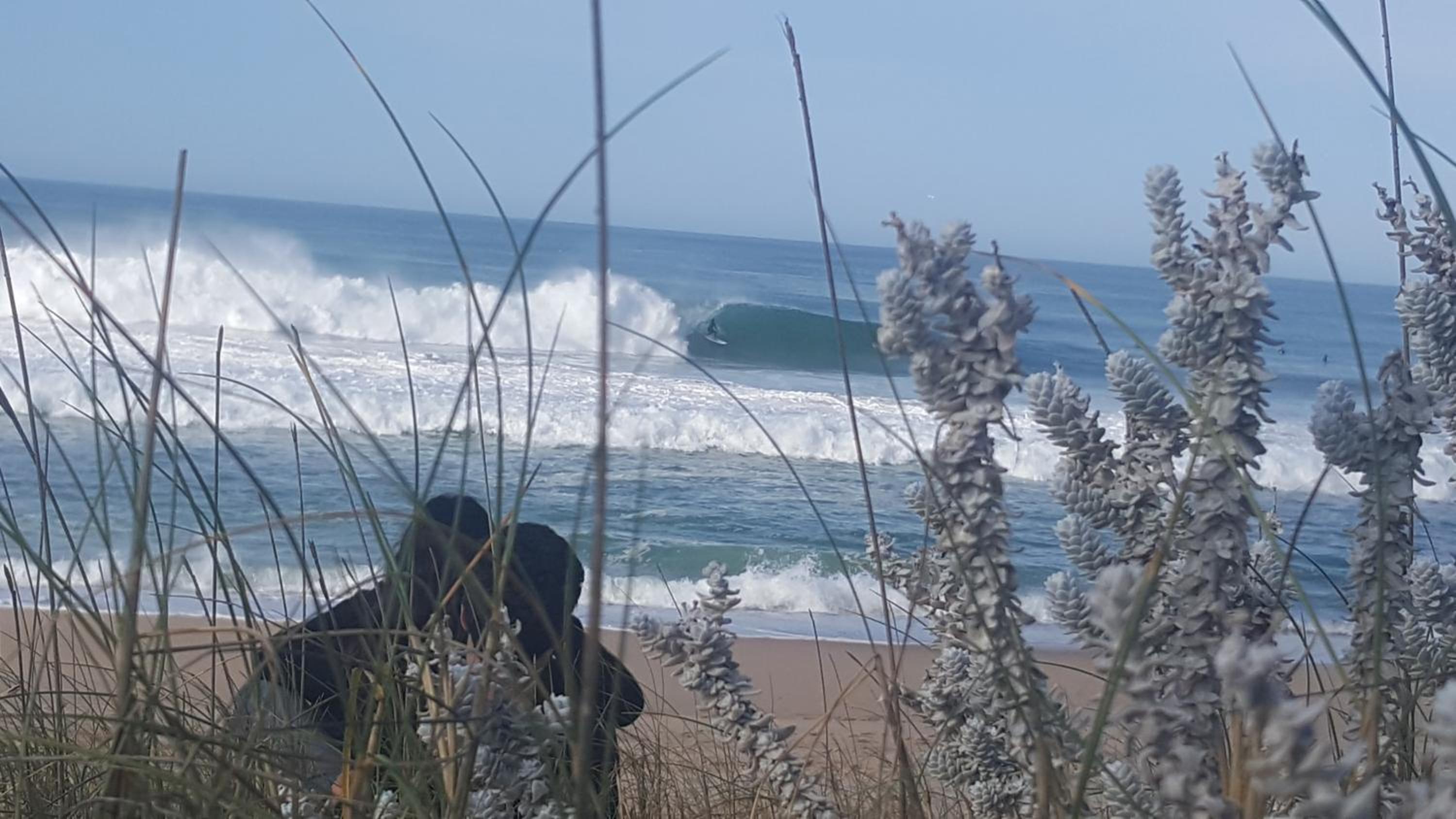 Pineapple Surf House