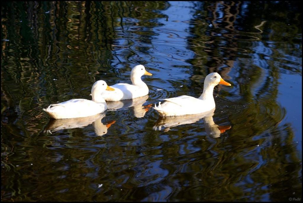 Photo 76