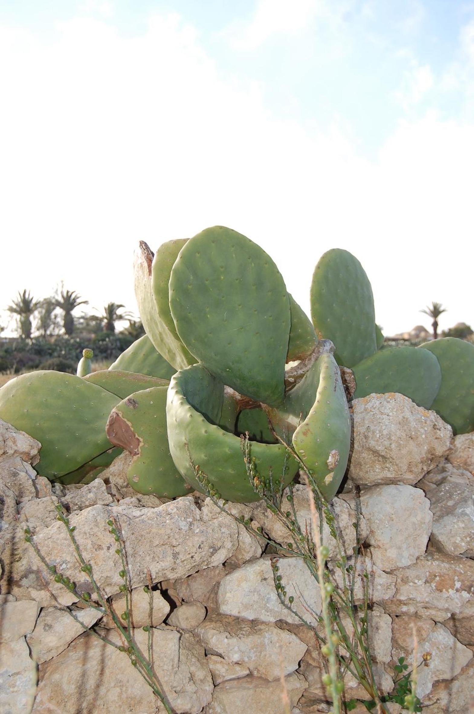Photo 42