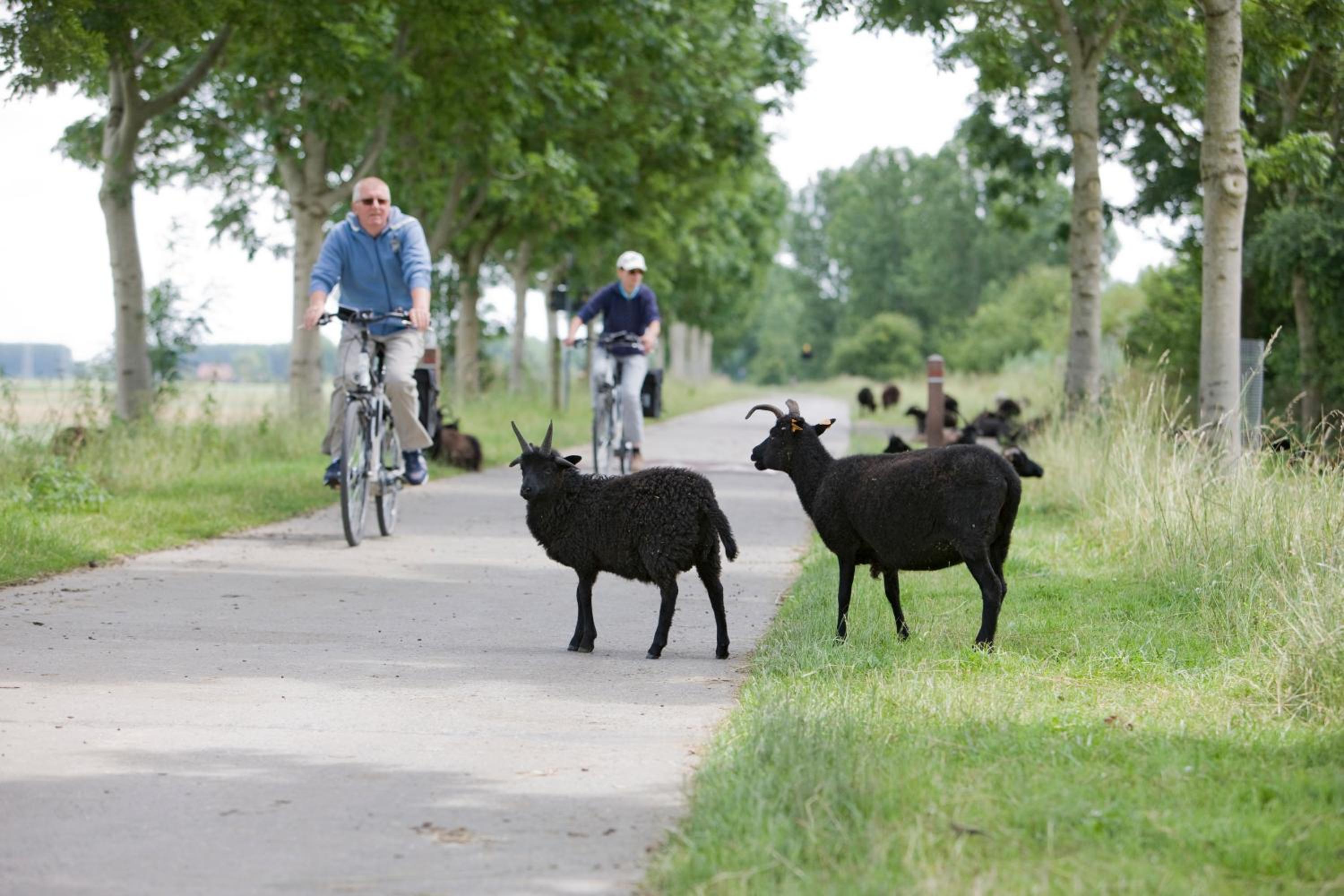 B&B 't Heirweggoed