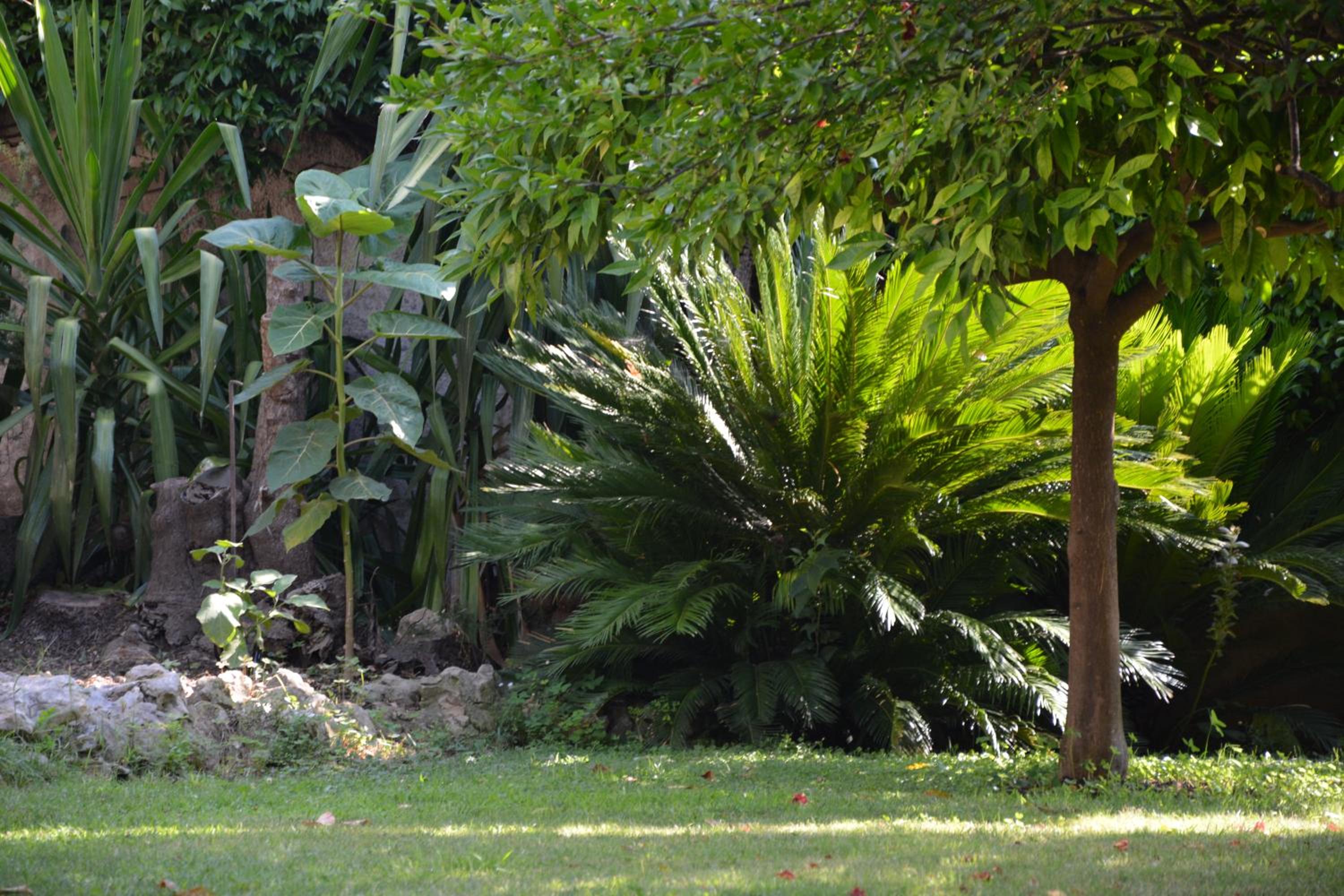 Les Passiflores view 5