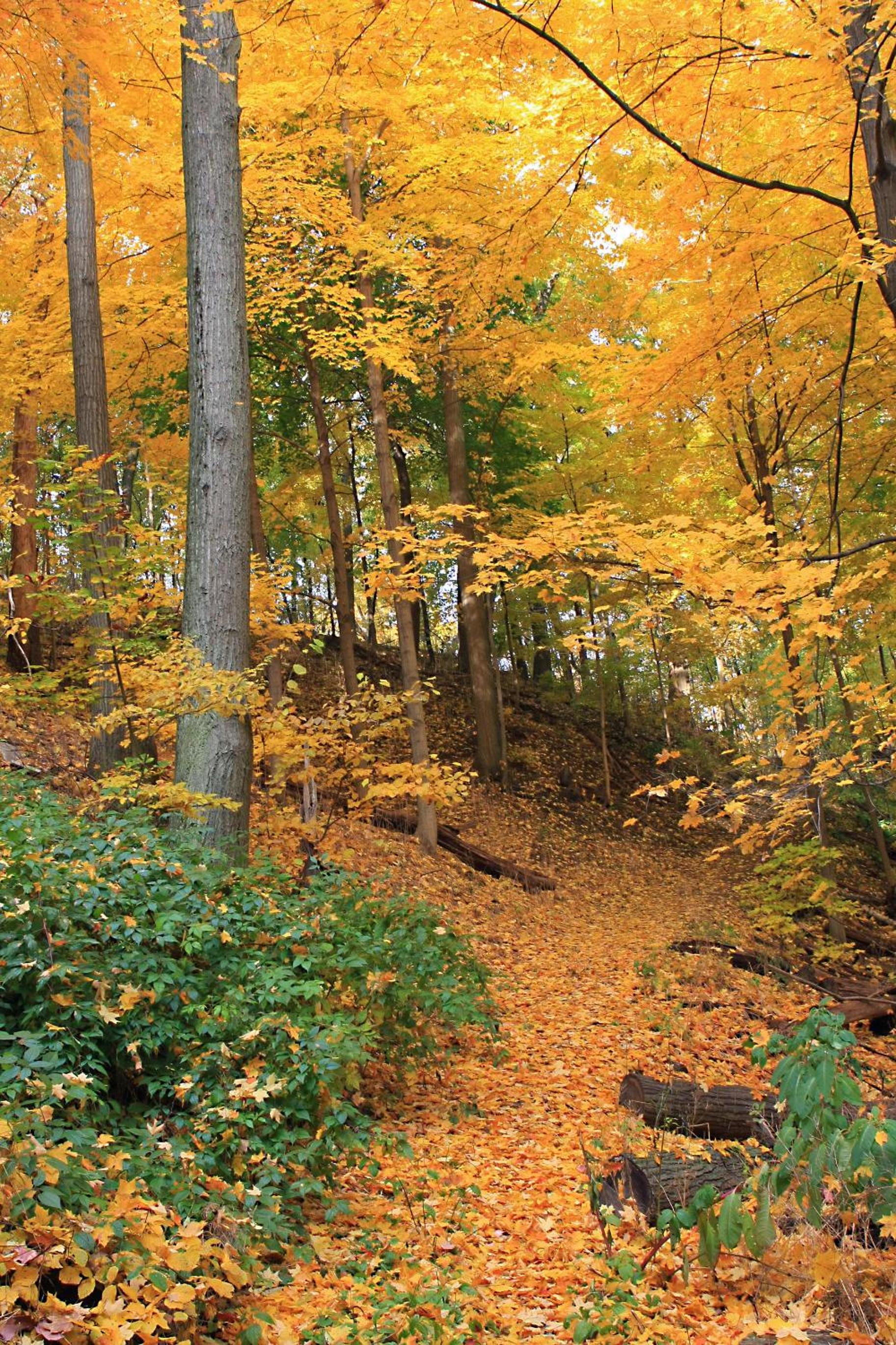 Robert Frost Mountain Cabins