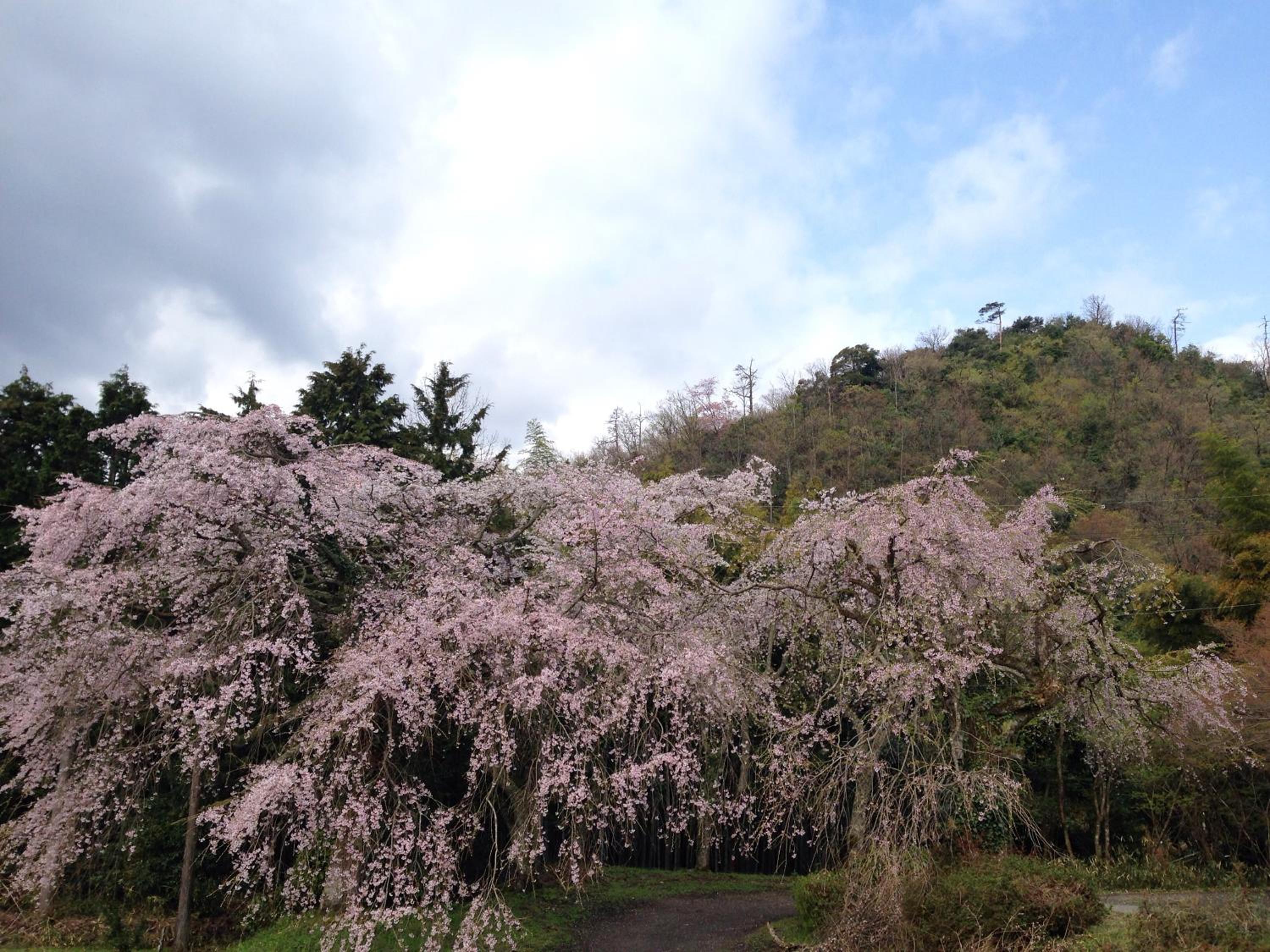 Amanohashidate Youth Hostel