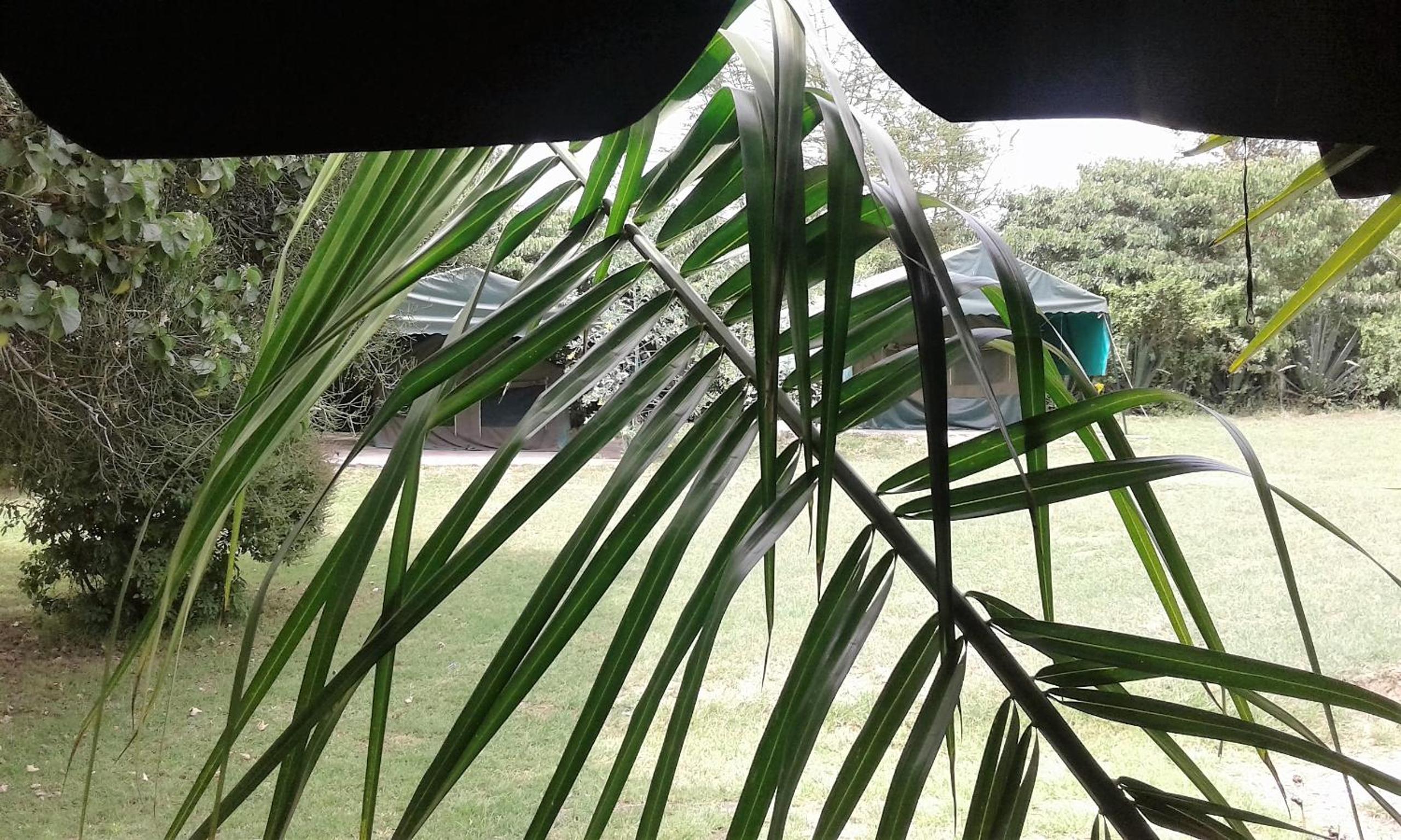 Cactus Eco Camp and Lodge