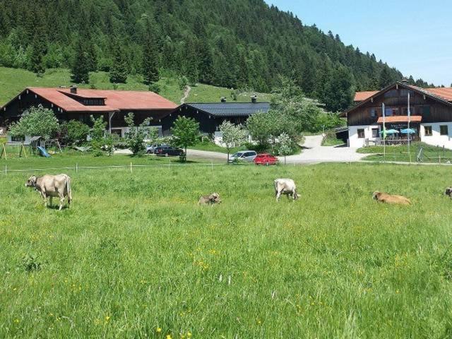 Haflingerhof - Oberjoch