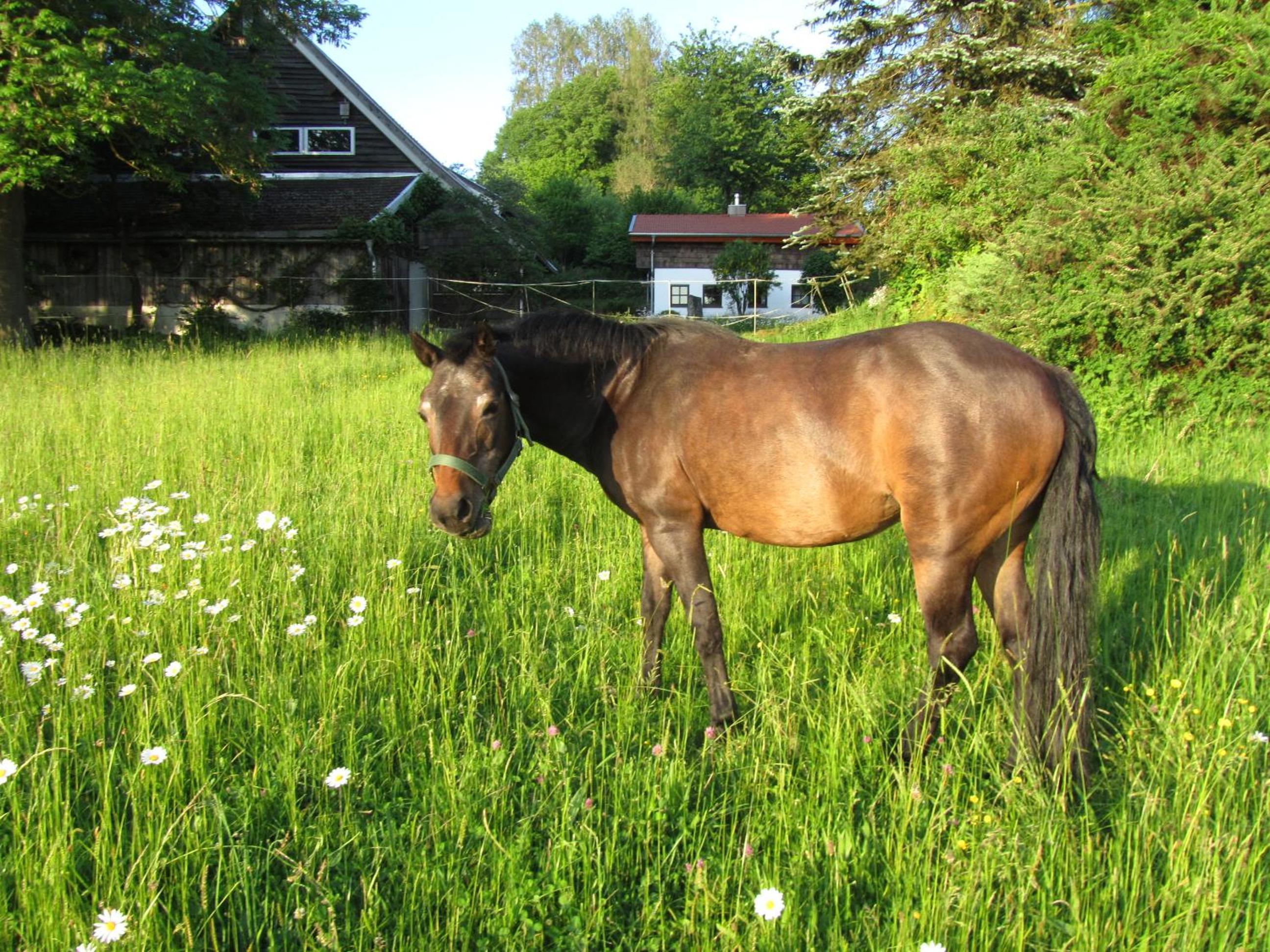 Ferienhaus Zopfhäusl