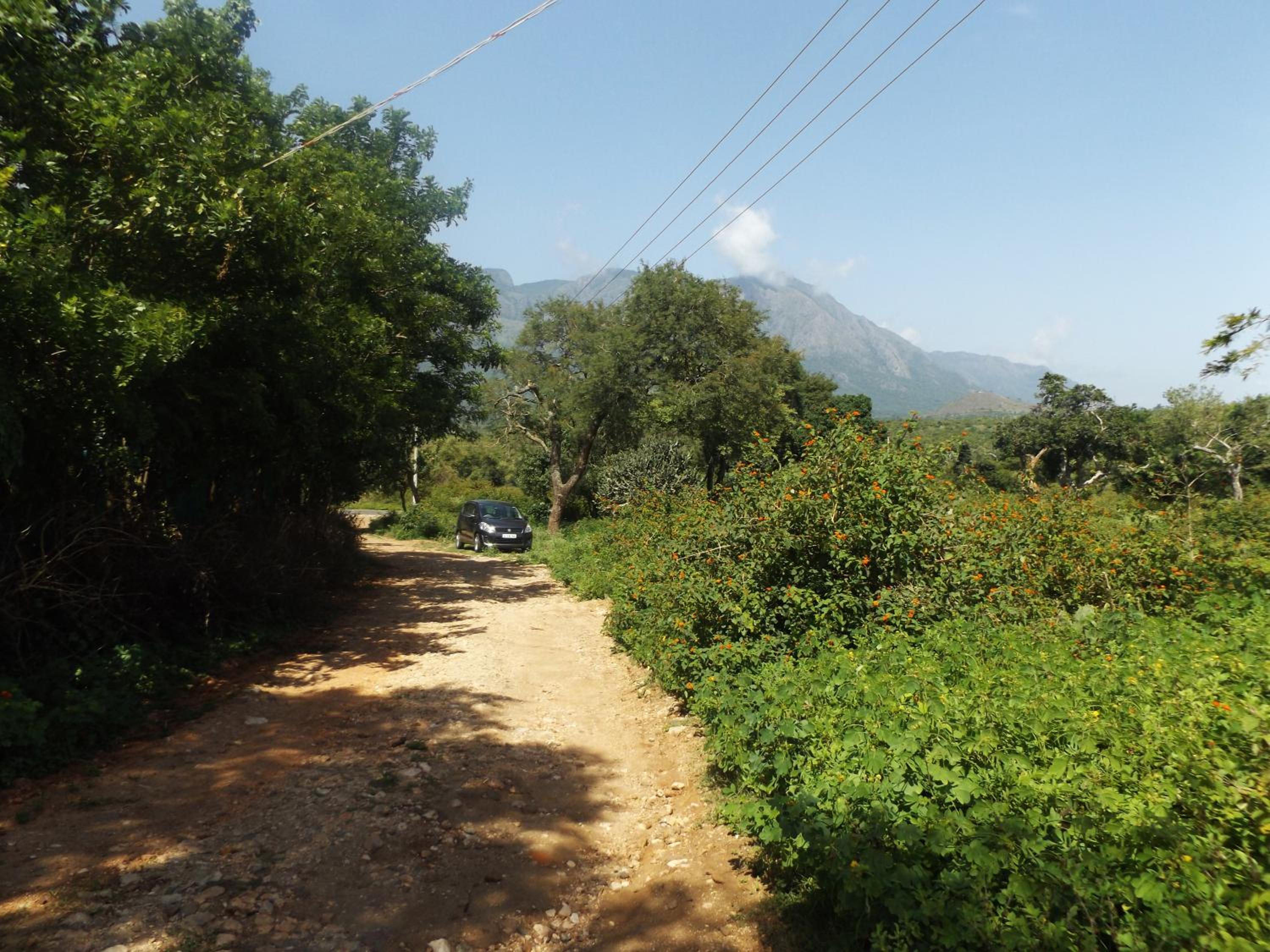 Silent Wild view 5