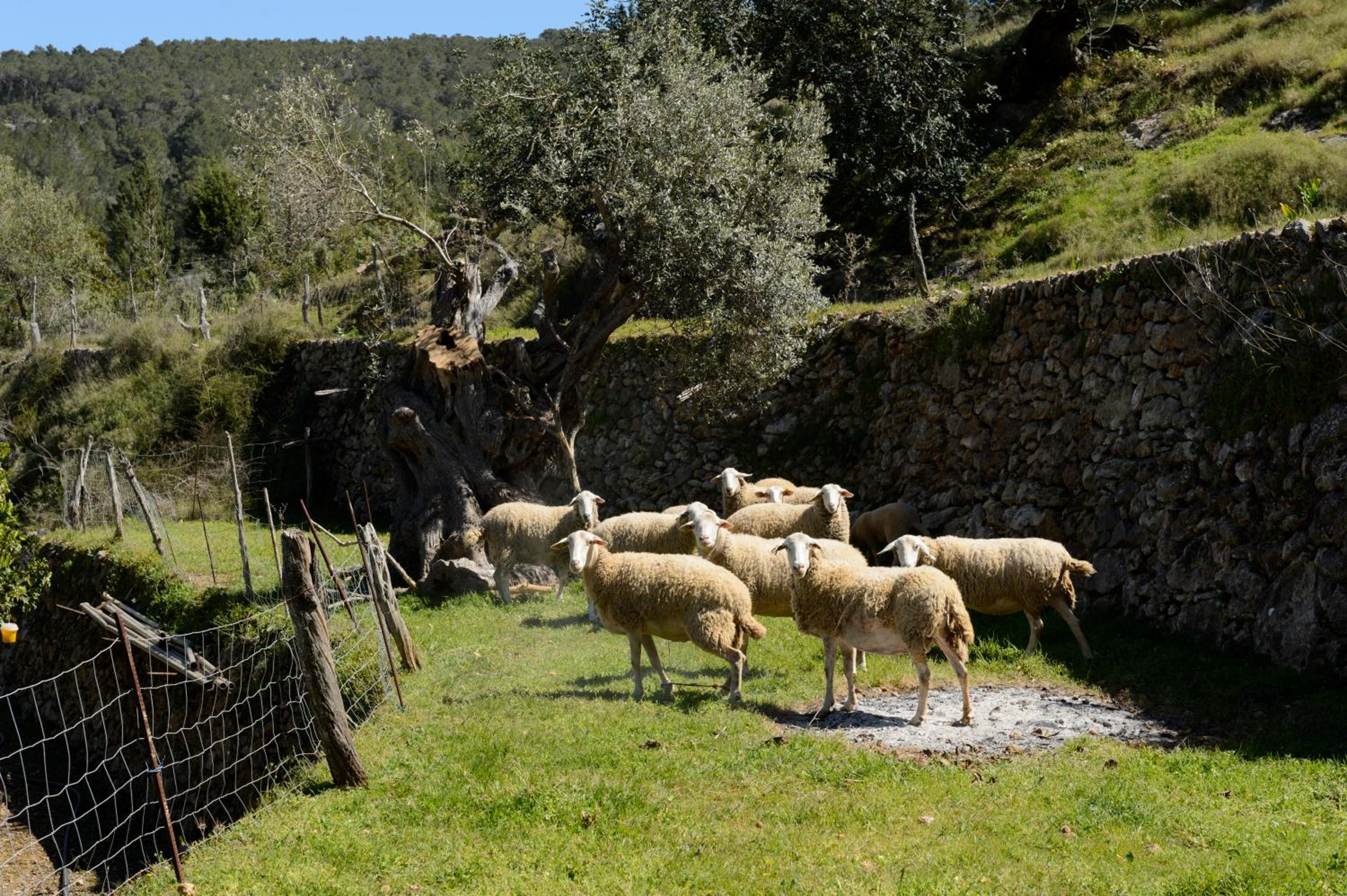 Valley Club Ibiza - Boutique Agroturismo
