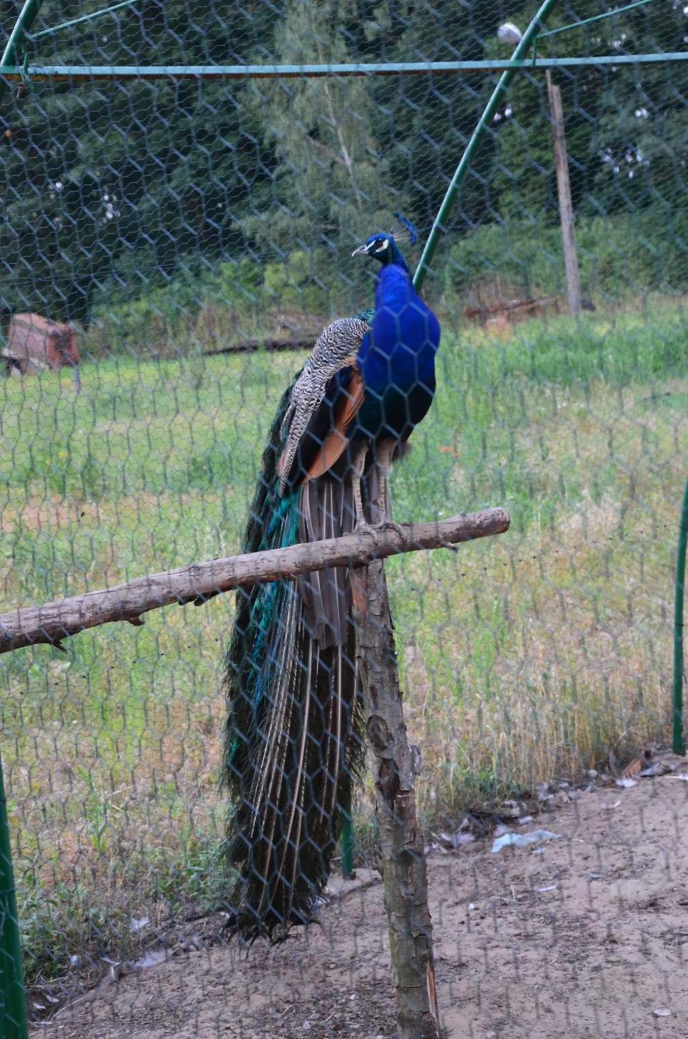 Pokoje Adriano