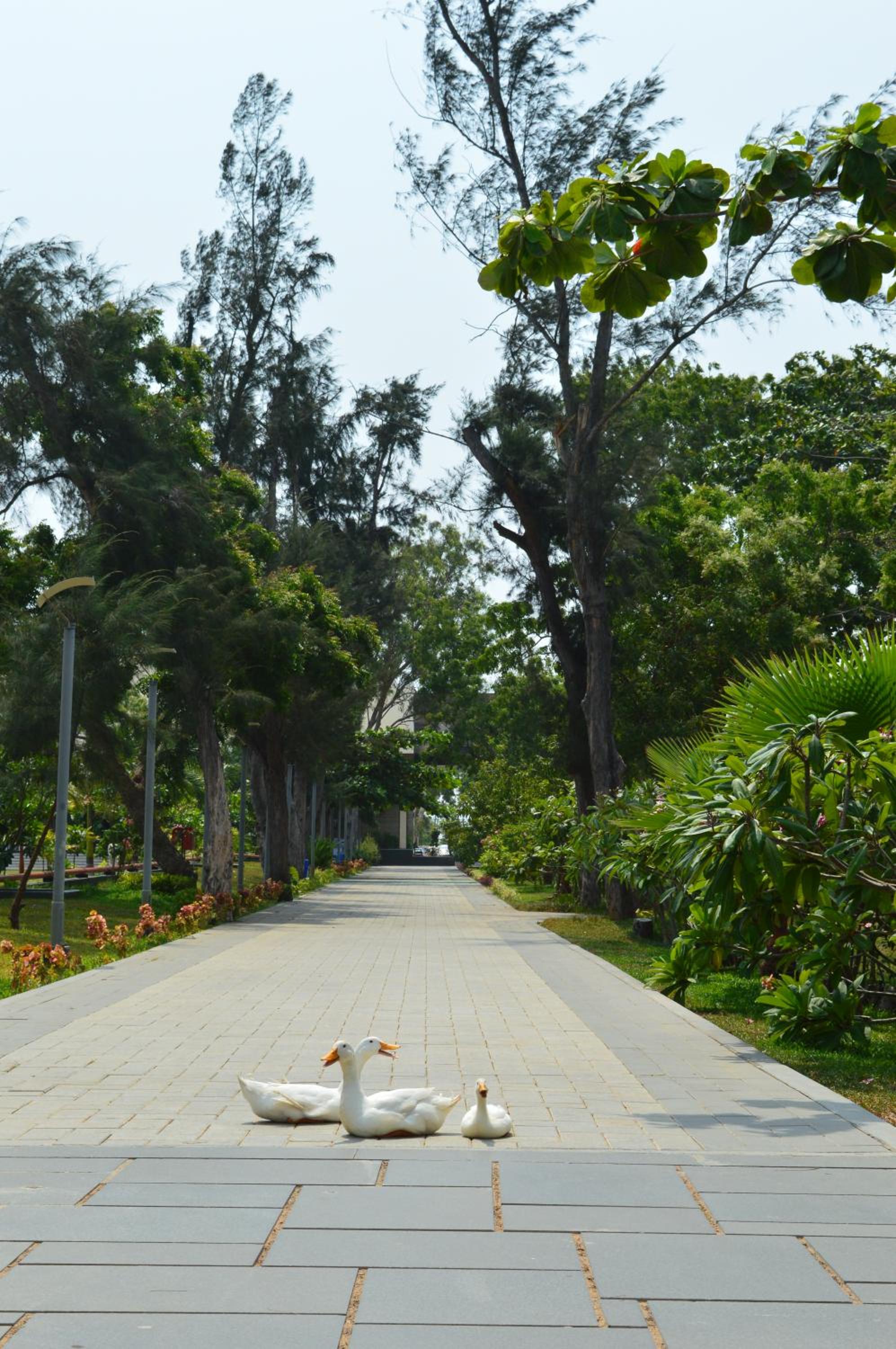 Welcomhotel by ITC Hotels, Kences Palm Beach, Mamallapuram