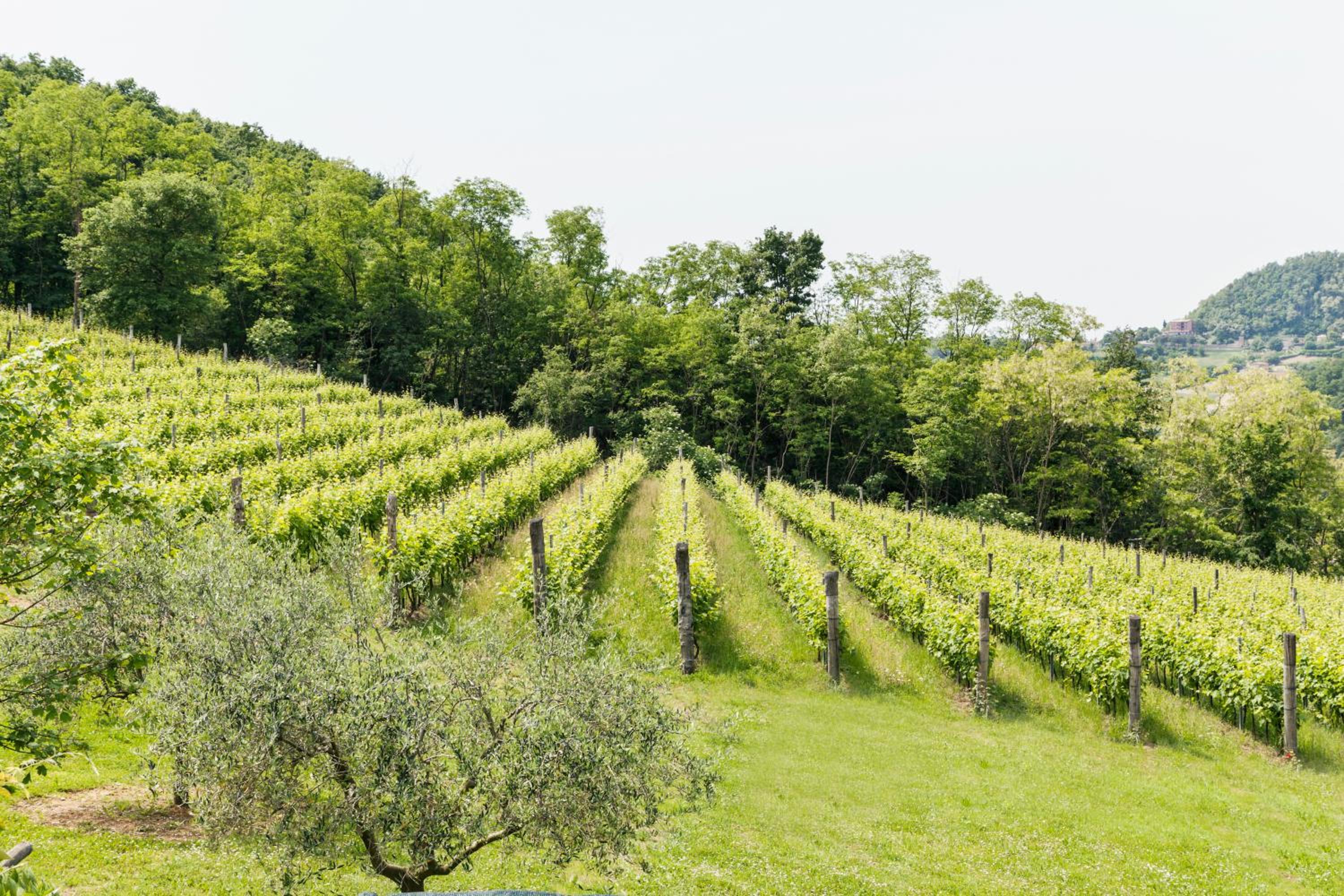 Agriturismo Terre Bianche