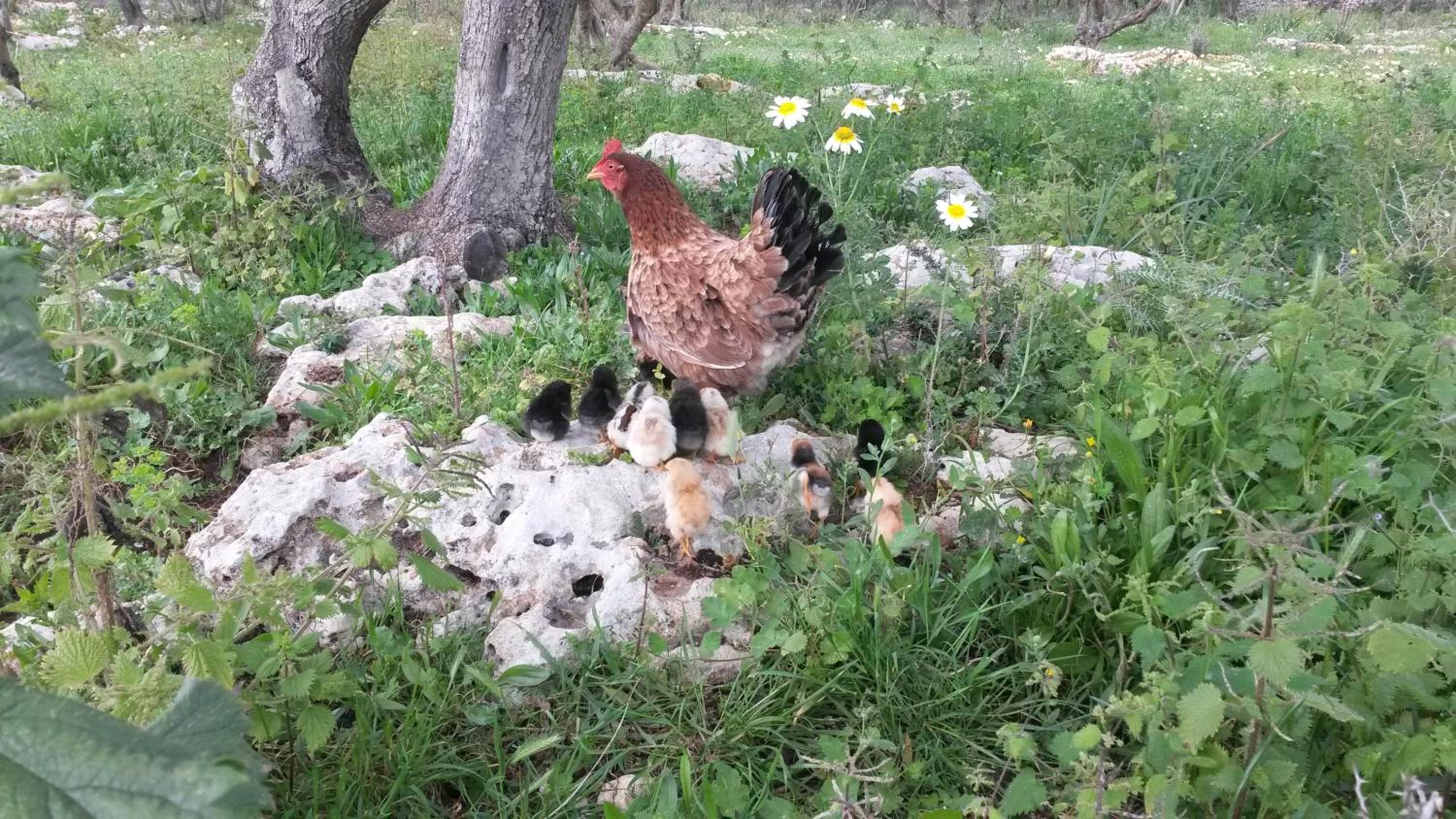 Turismo Rural Biniati des Pi
