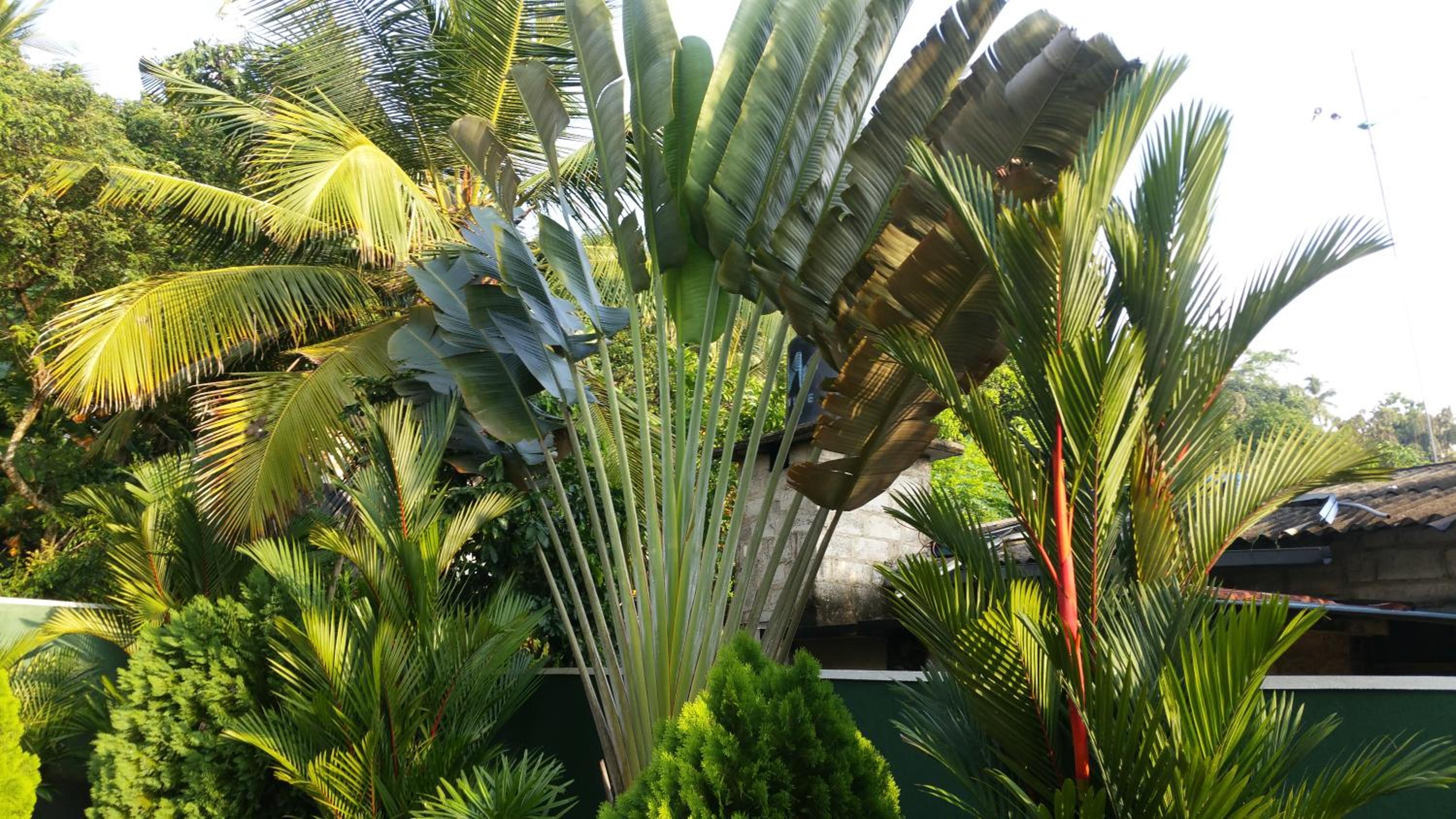 Coral Palm Villa and Apartment