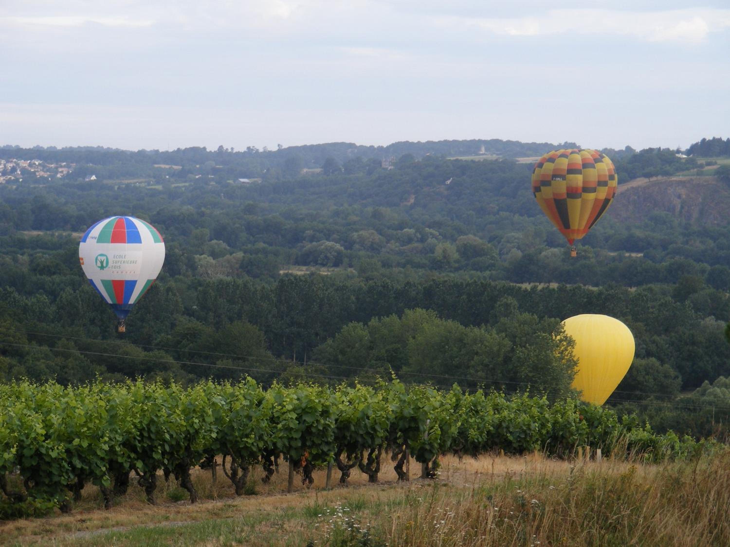 Chambres d'Hôtes Vignes et Loire
