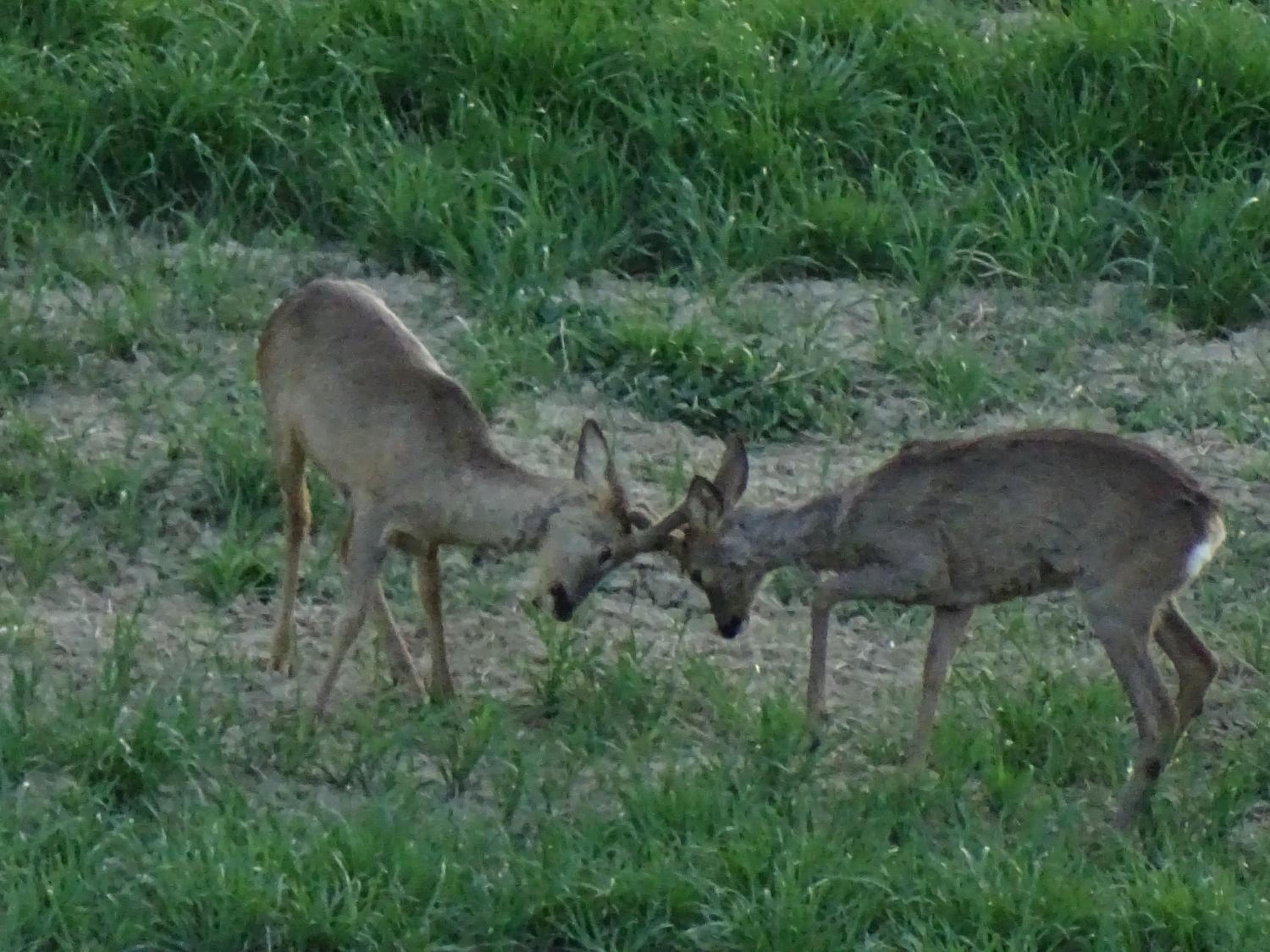 Photo 57