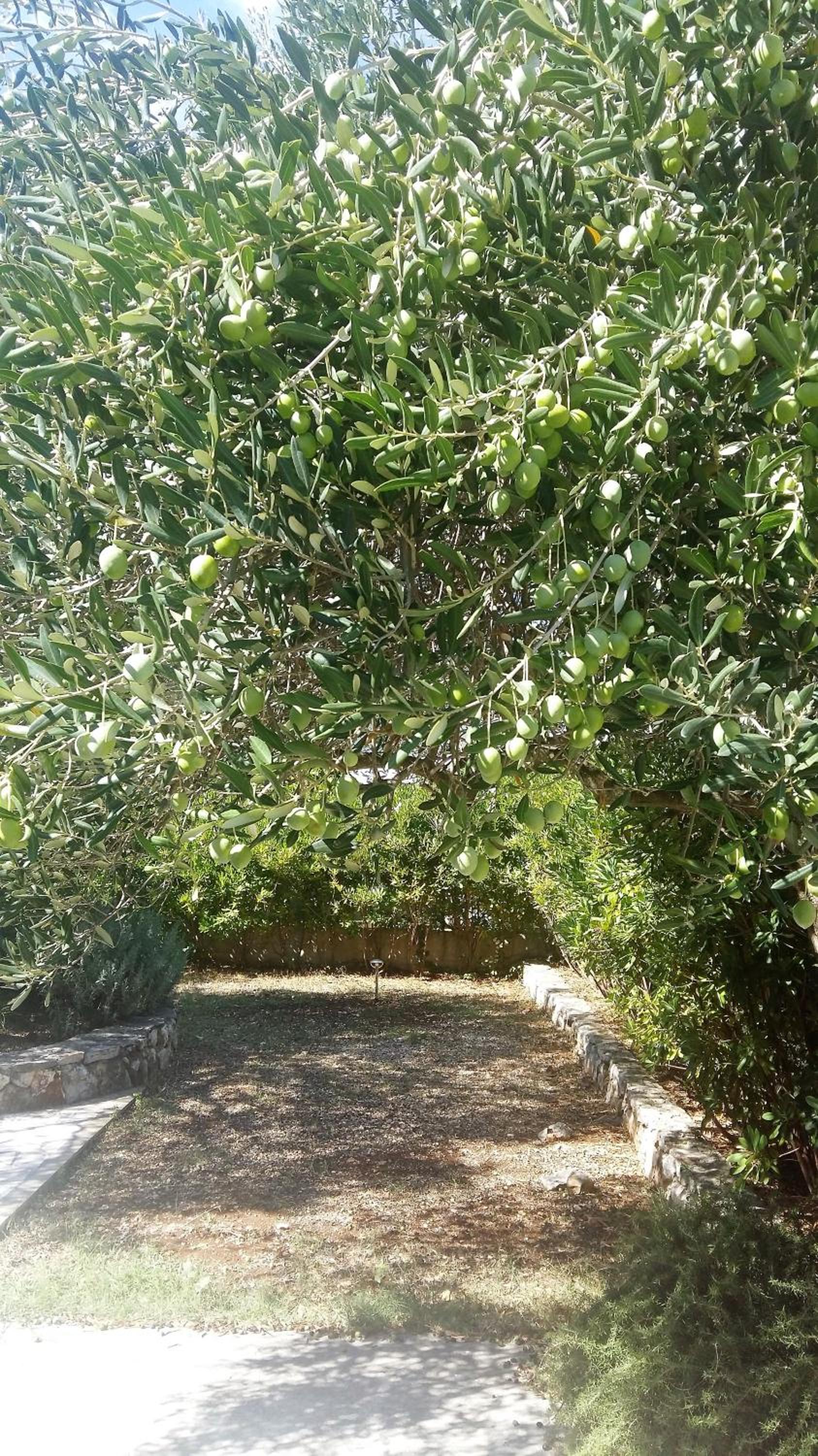 Kuća za odmor Lavanda view 4