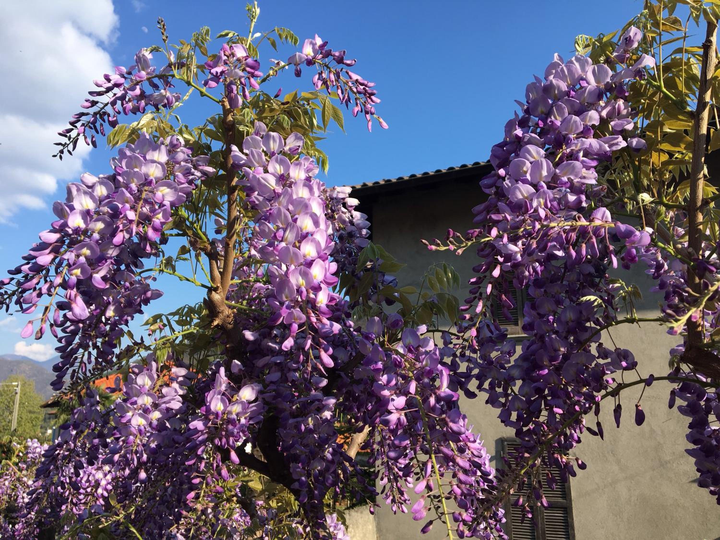 B&B Villa Dei Pini