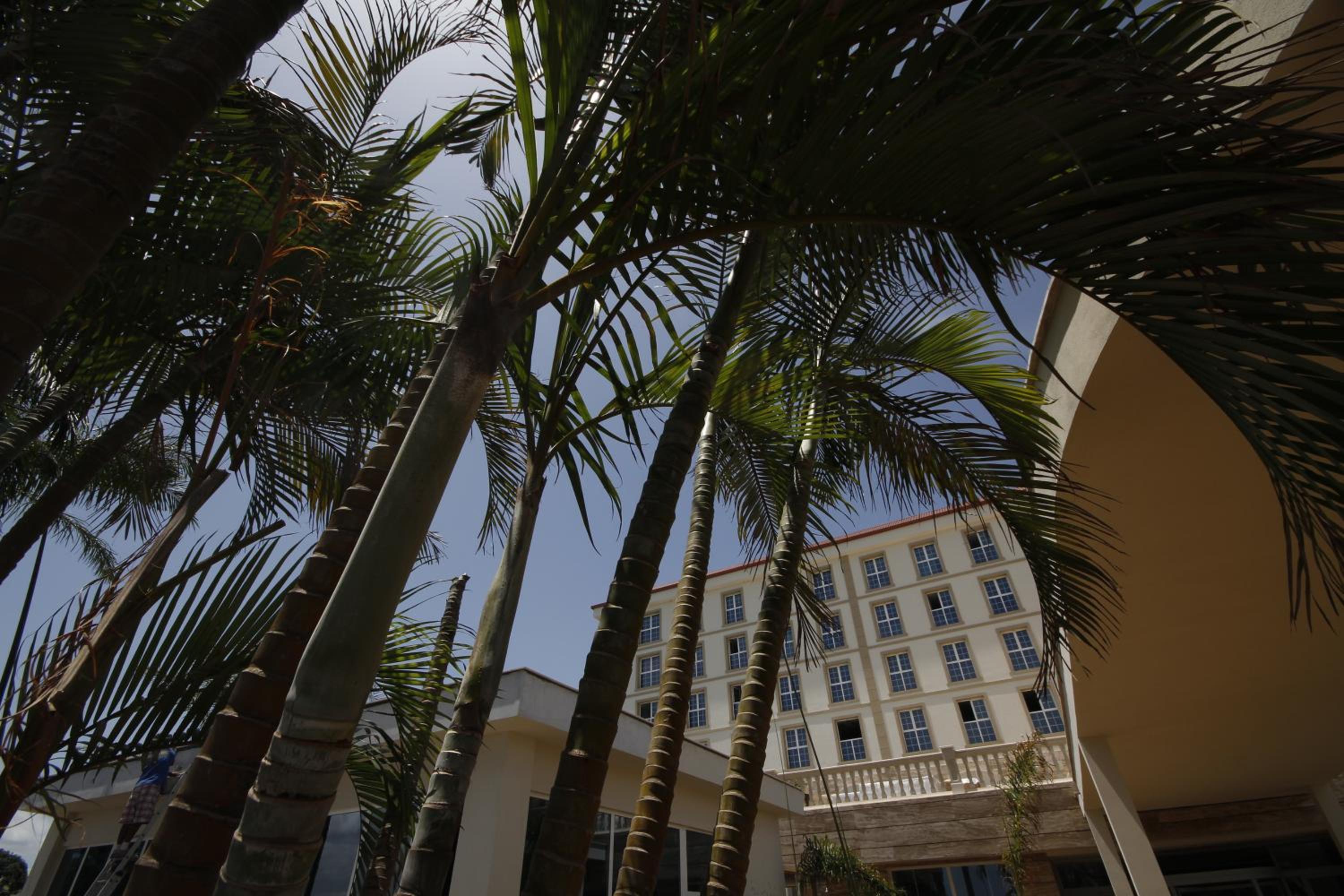 Palm Camayenne