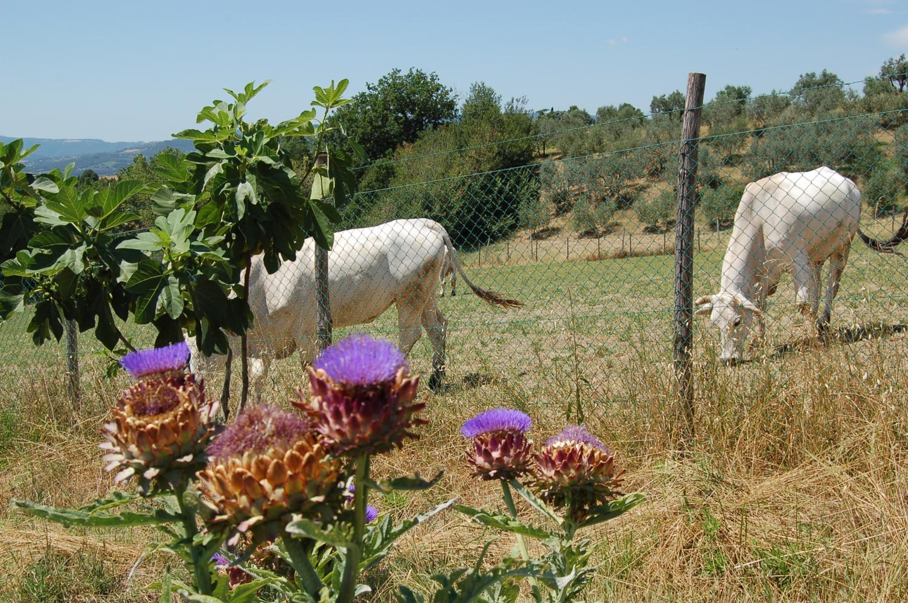Agriturismo Casale Dei Frontini