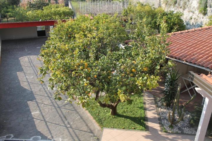 The Lemon Tree House photo 2