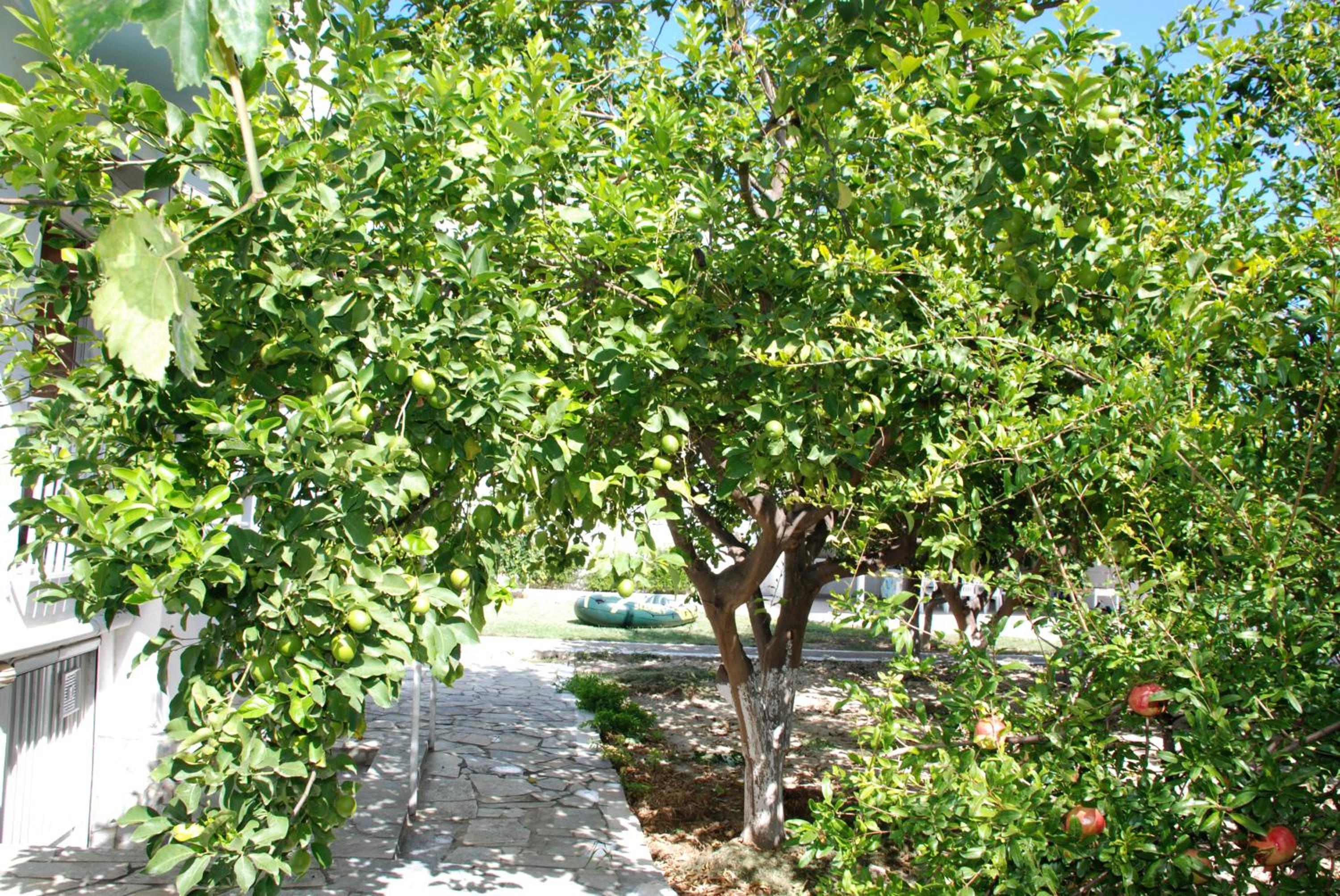 Photo 52